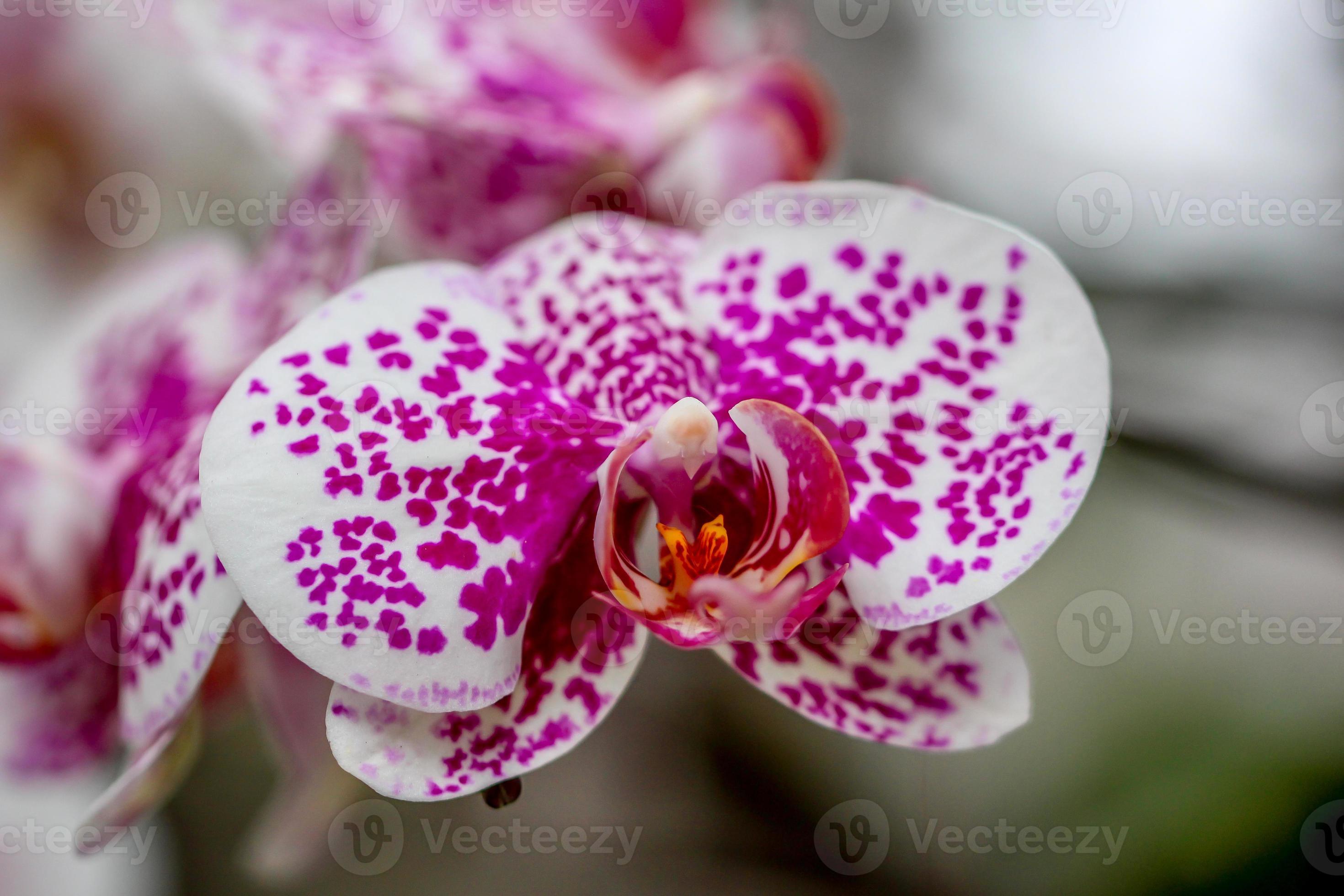 orquídea roxa e branca 1386755 Foto de stock no Vecteezy