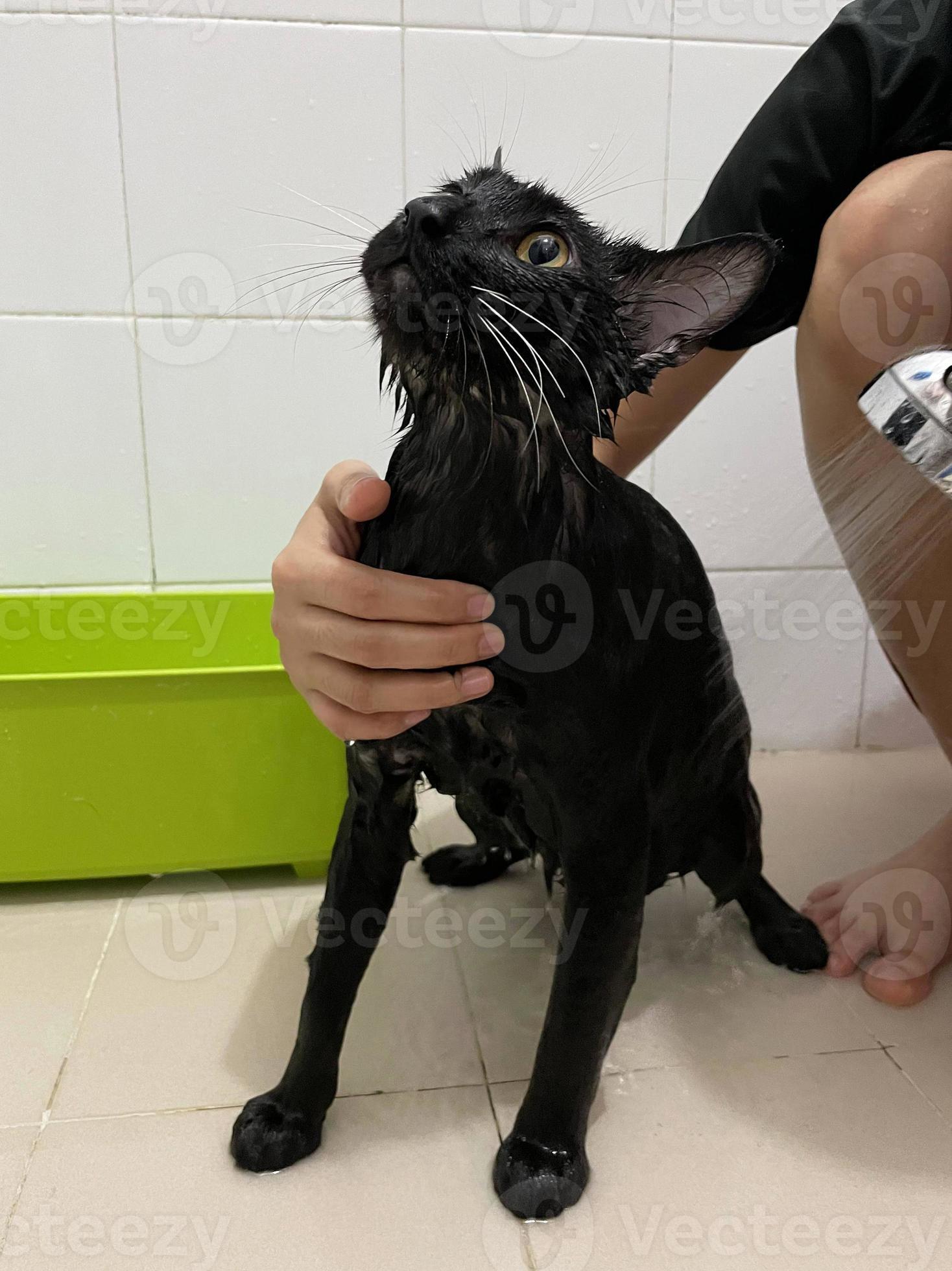 gato preto no banheiro. processo de banho, despejar água, gato molhado  assustado, procedimentos de higiene. bom dia conceito. pet care e banho.  gato molhado. garota lava gato no banho. gatinho molhado. 13883070