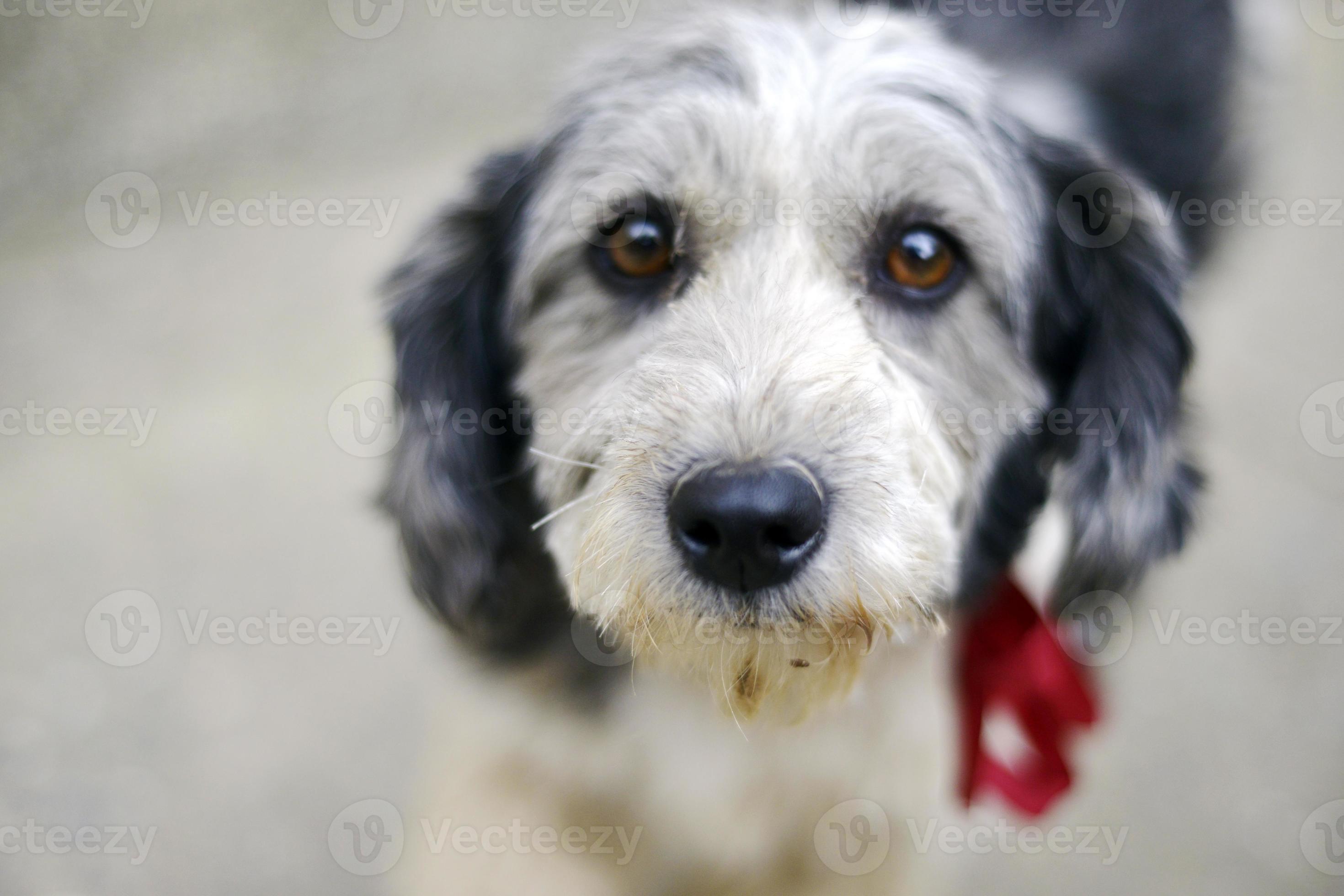 O Perfil Triste Do Olho De Um Cão Preto Pequeno Foto de Stock