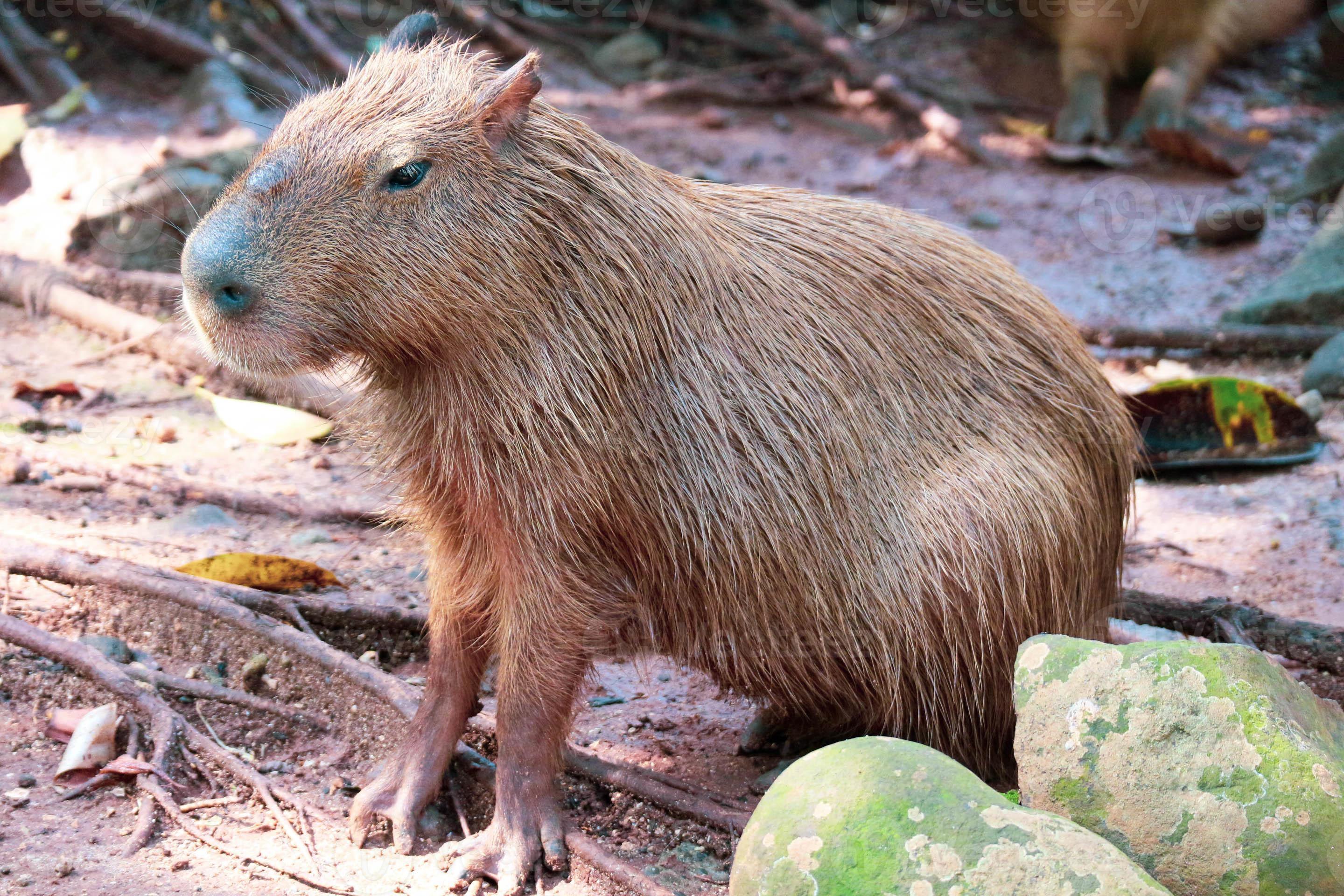 O rato gigante capivara é um animal fofo no jardim