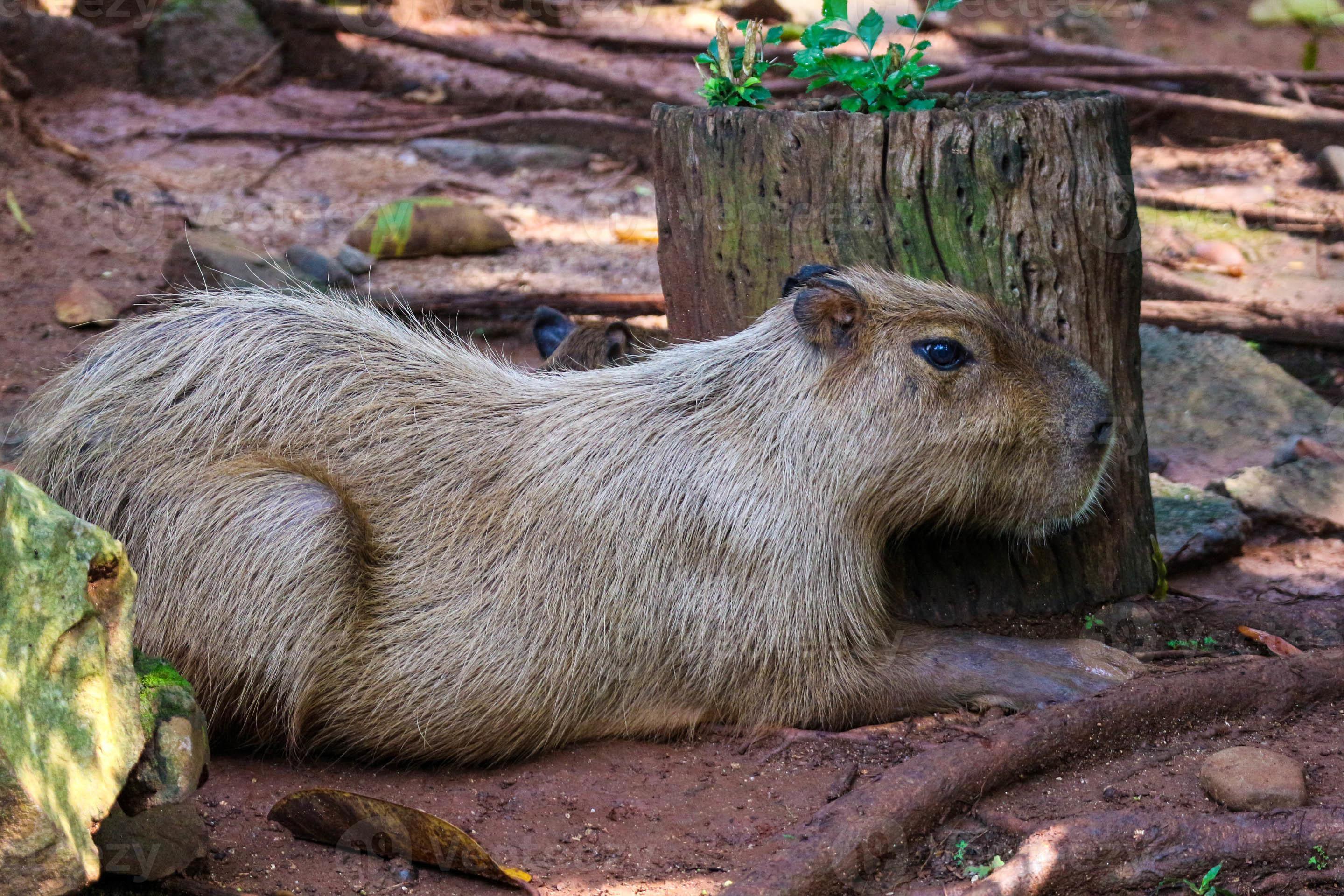 O rato gigante capivara é um animal fofo no jardim