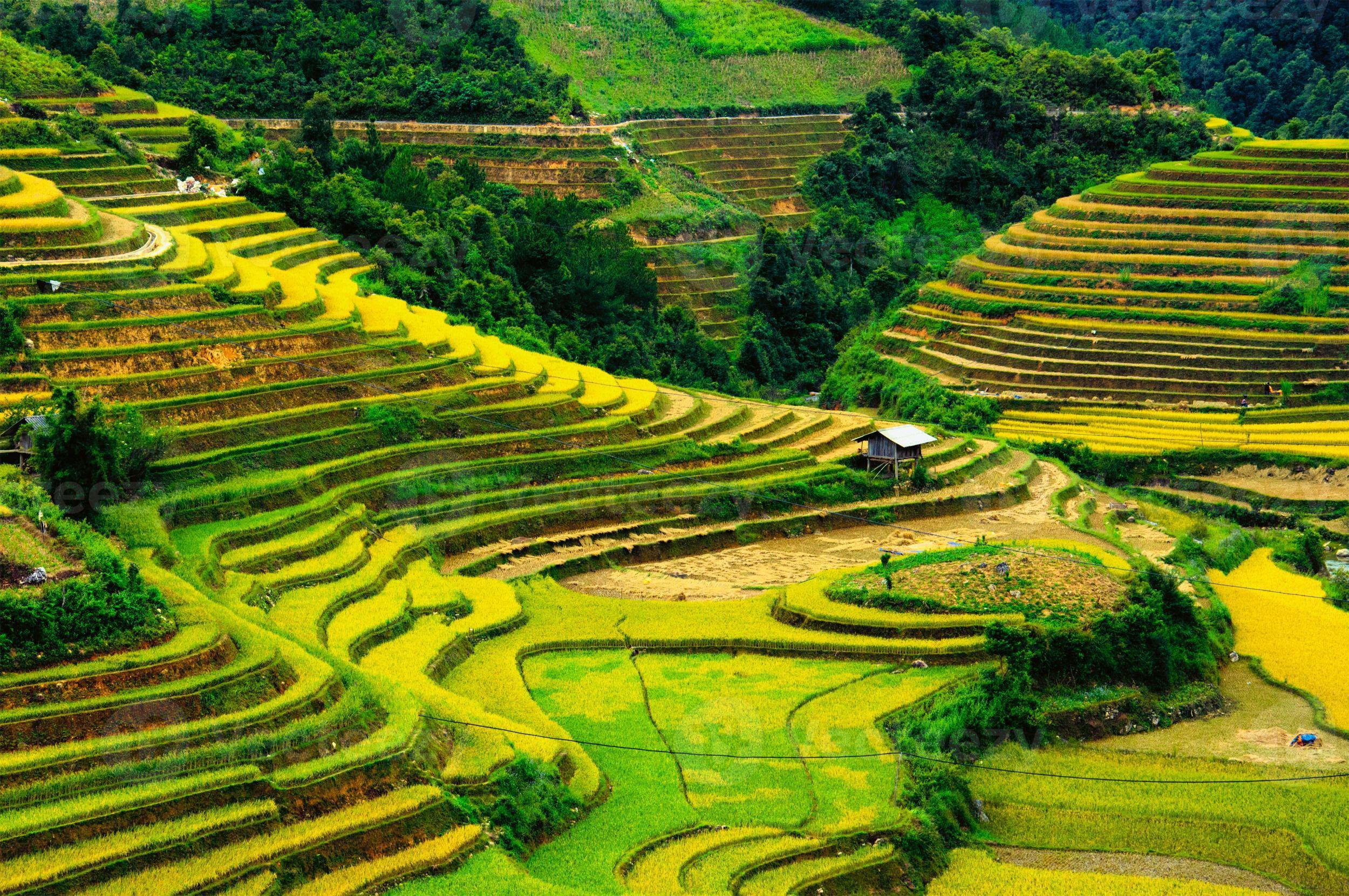 campos de arroz em socalcos de mu cang chai, vietnã. Foto de banco de  imagens