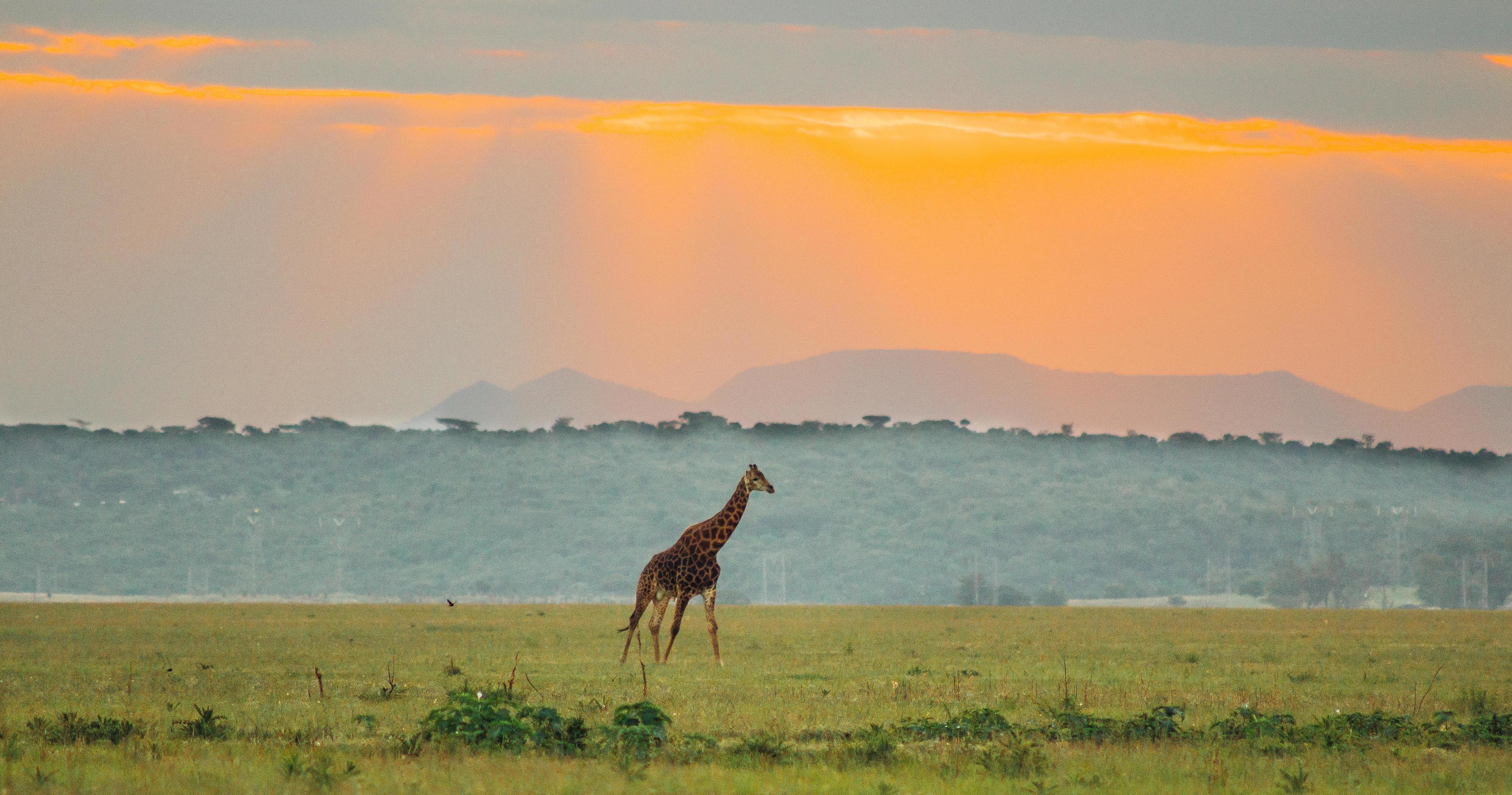 girafa à distância ao pôr do sol foto