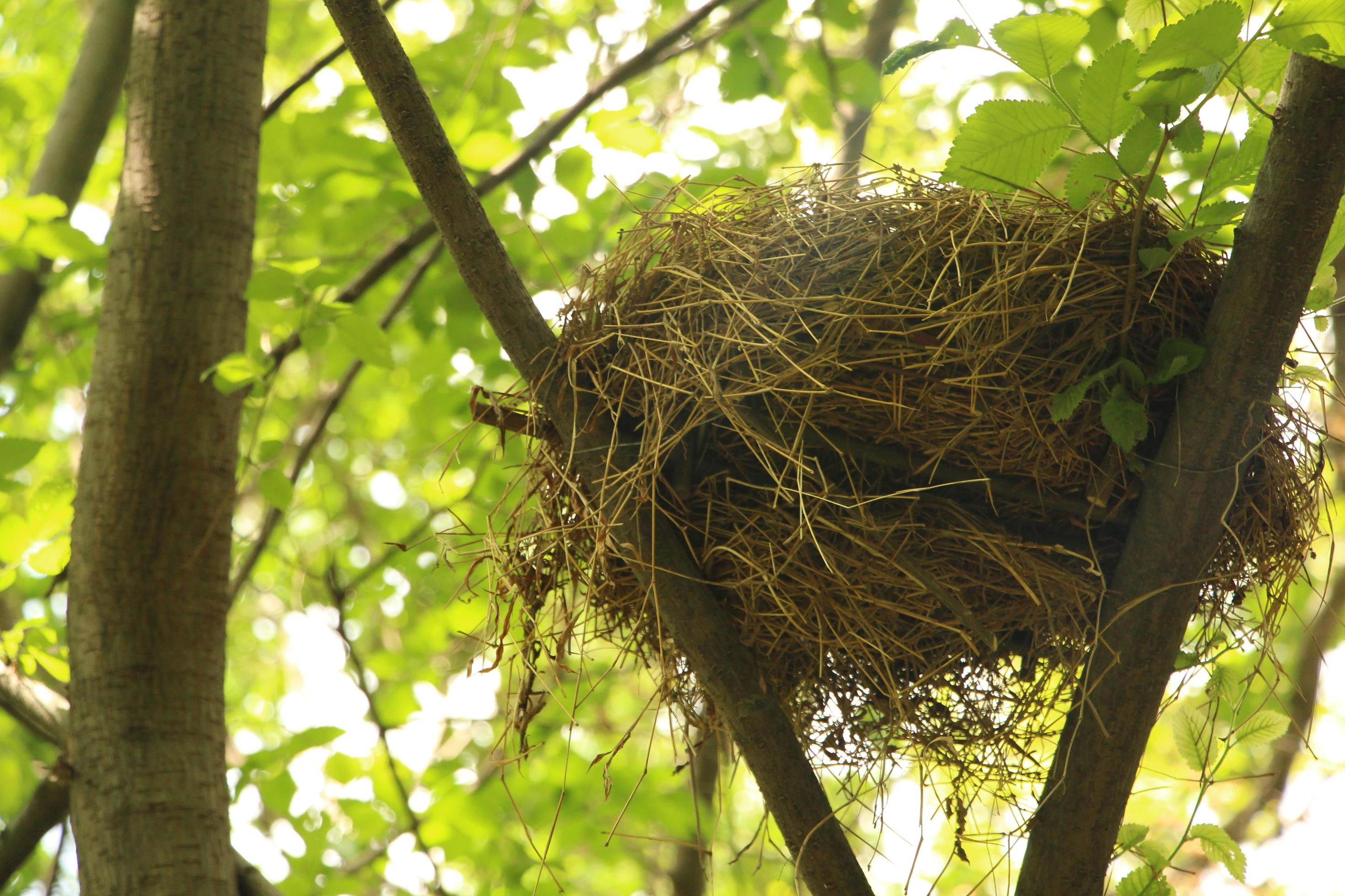 ninho de pássaro em uma árvore 1457297 Foto de stock no Vecteezy