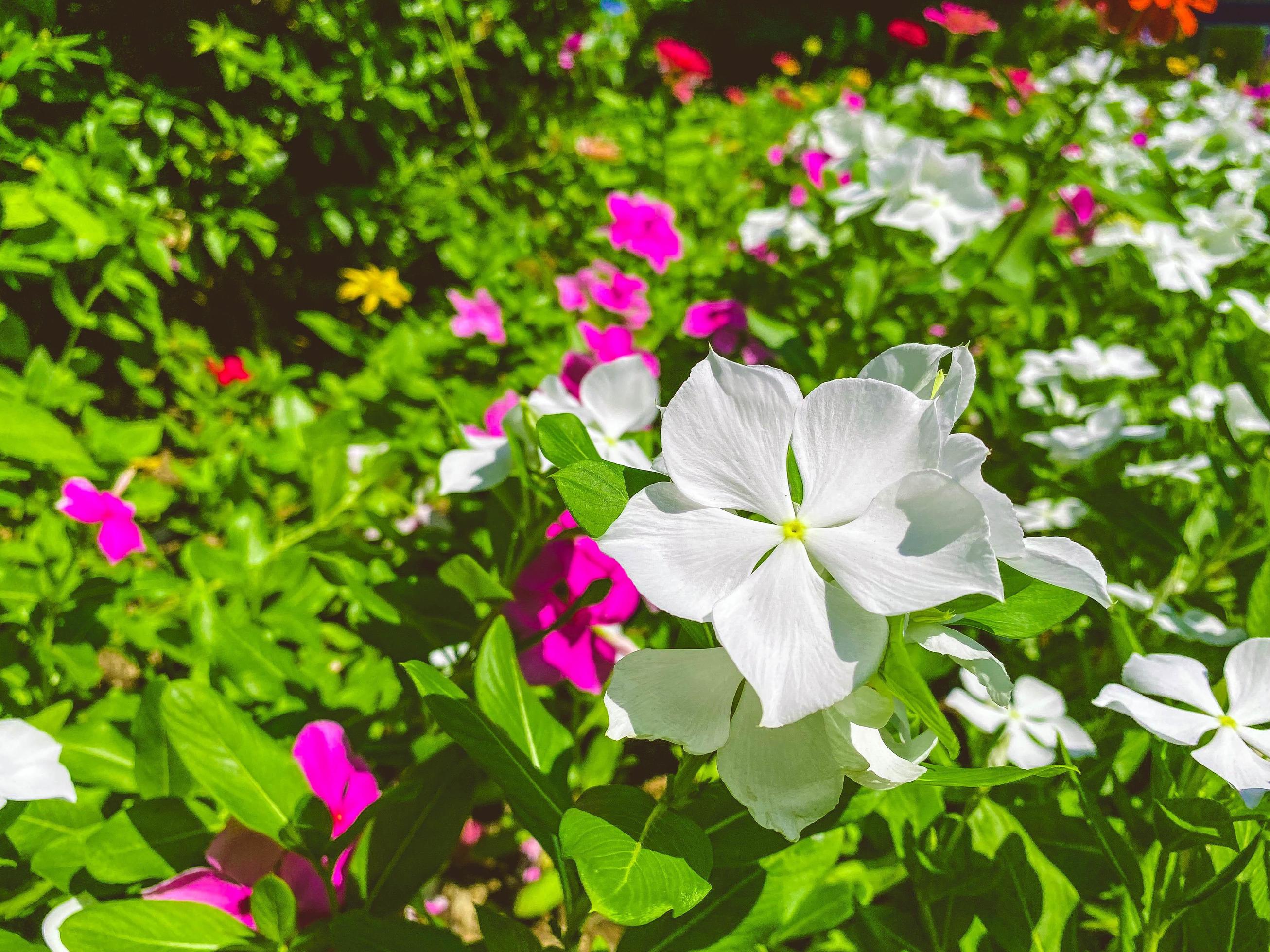 flores roxas e brancas, pequenas em um canteiro de flores. férias em um  país quente e tropical. plantas com flores, belo jardim com flores frescas  15044168 Foto de stock no Vecteezy