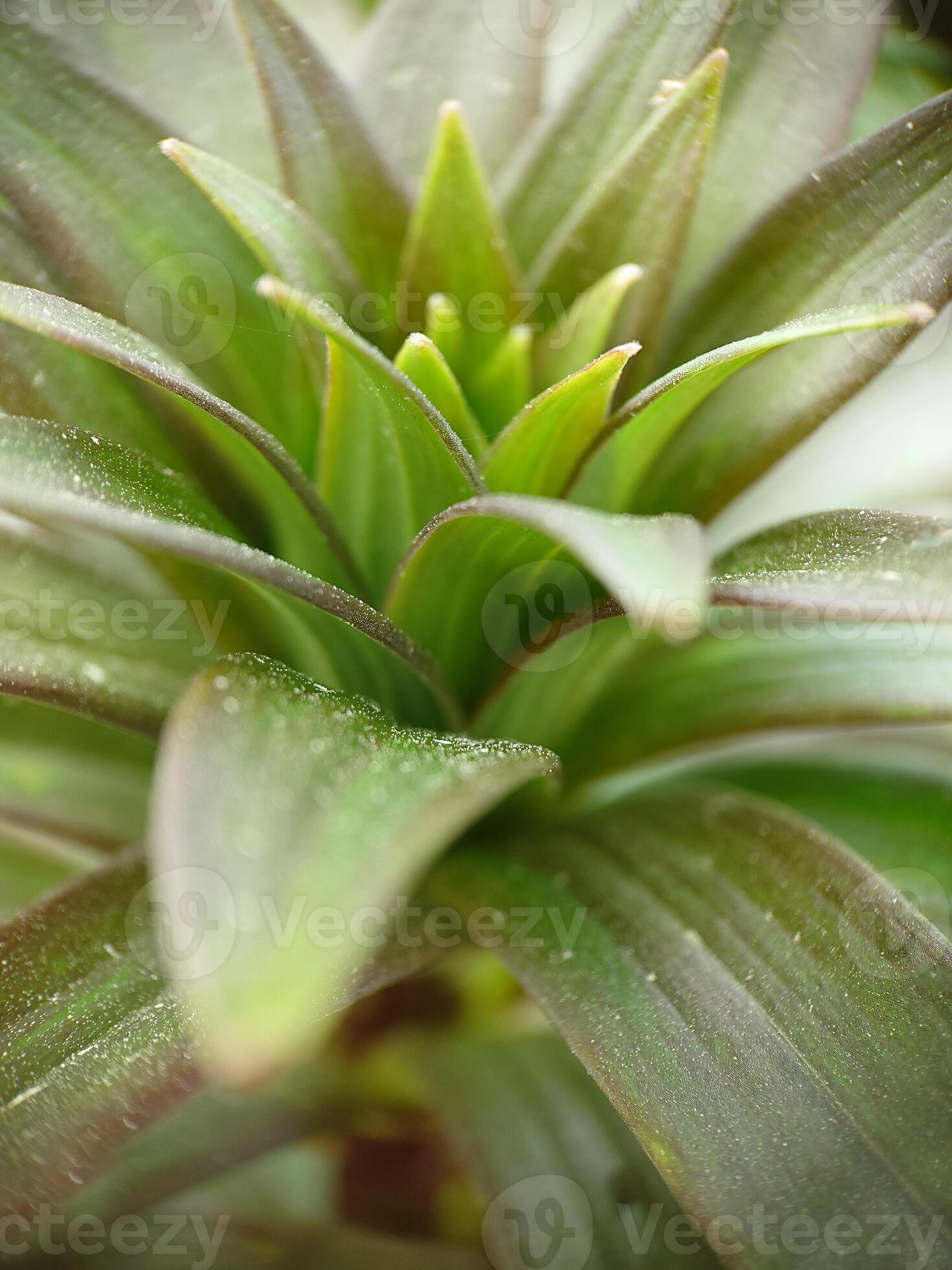 imagem de fundo da folhagem verde de um lírio sem um close-up da flor  15484131 Foto de stock no Vecteezy