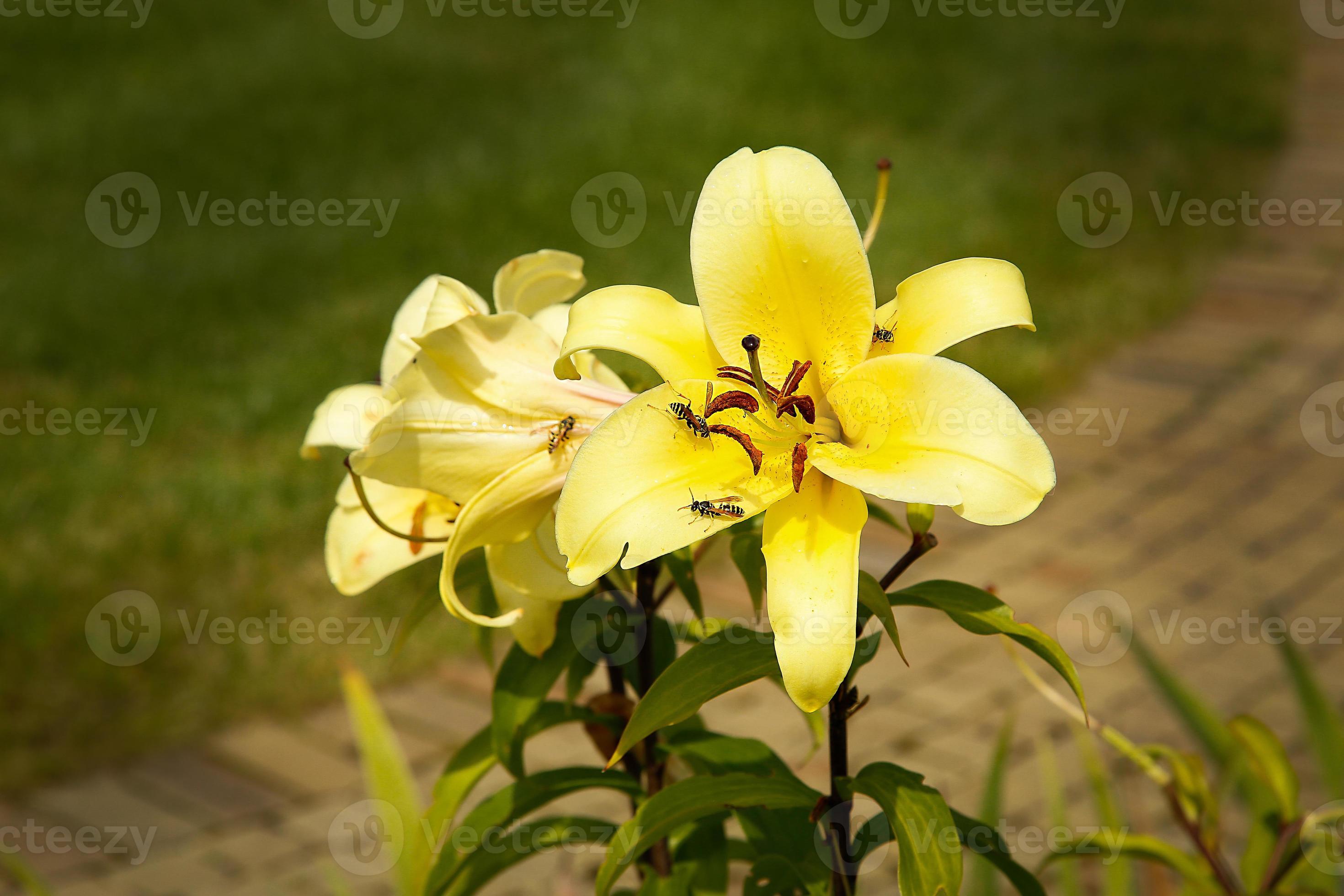 no jardim no verão floresceu closeup de lírio amarelo 15484297 Foto de  stock no Vecteezy