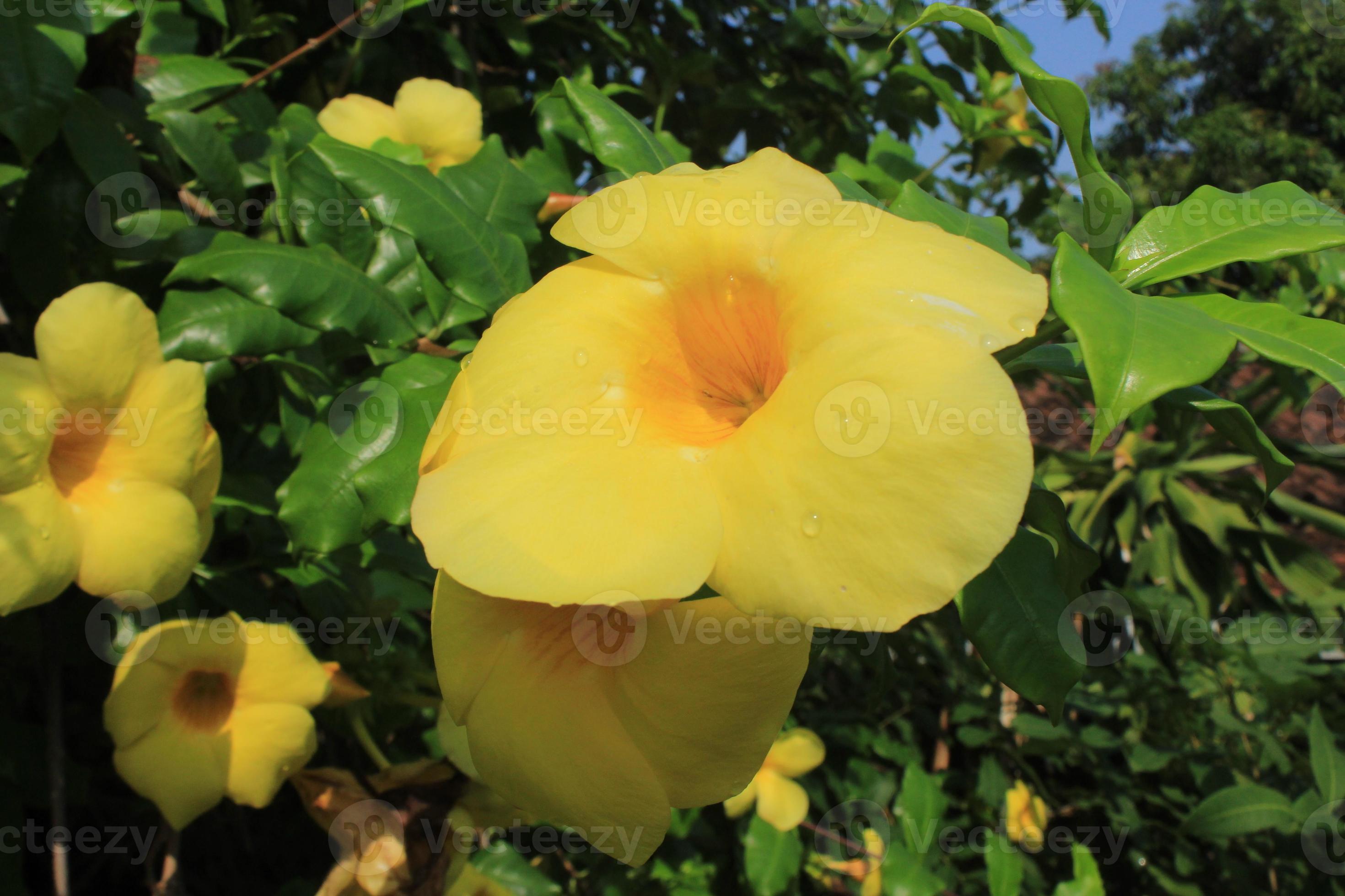 flor de botão de ouro amarelo ou alamanda ou flor de allamanda. lindas  flores amarelas que estão desabrochando 15958764 Foto de stock no Vecteezy