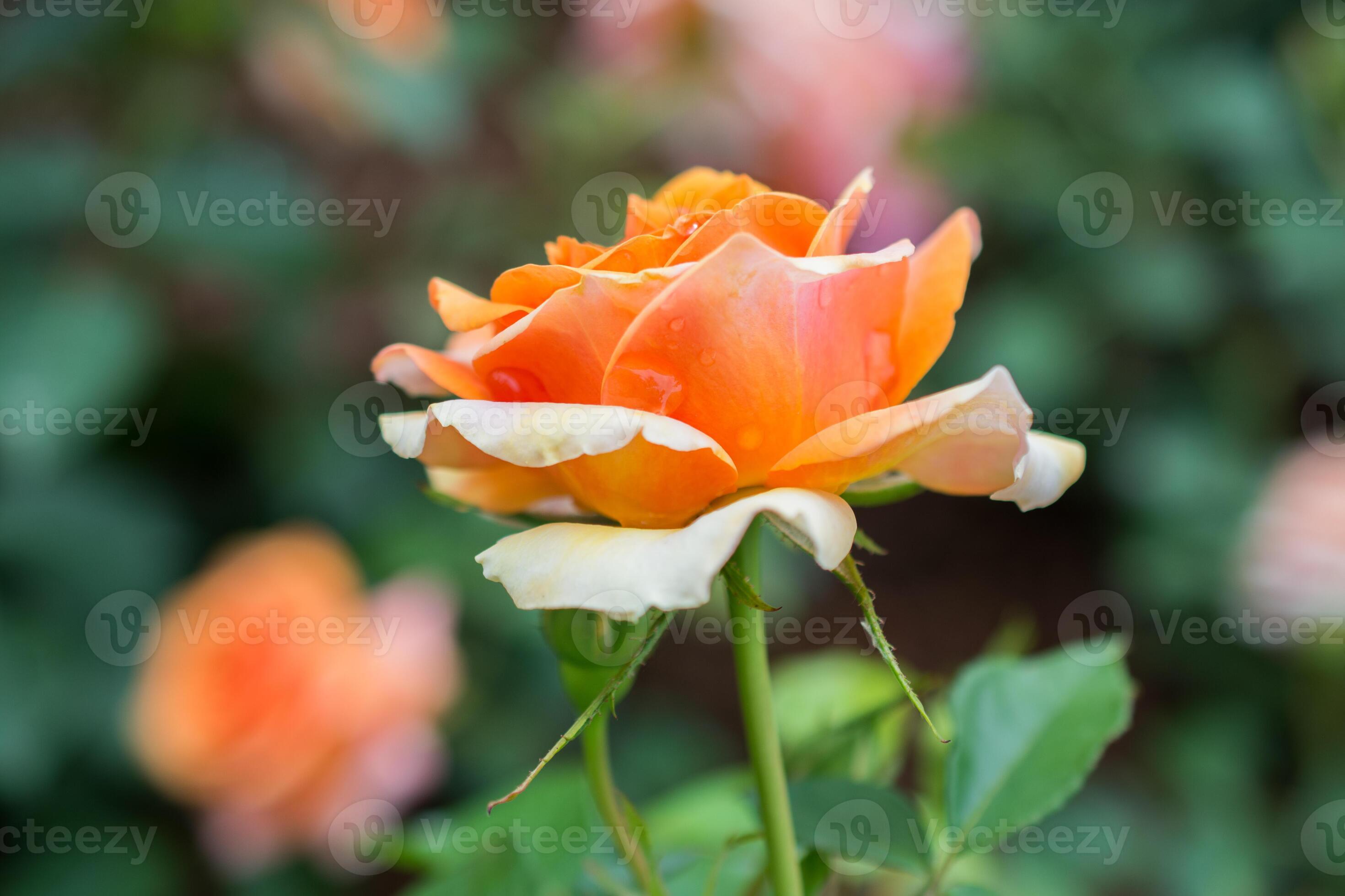 linda flor rosa colorida 16162796 Foto de stock no Vecteezy