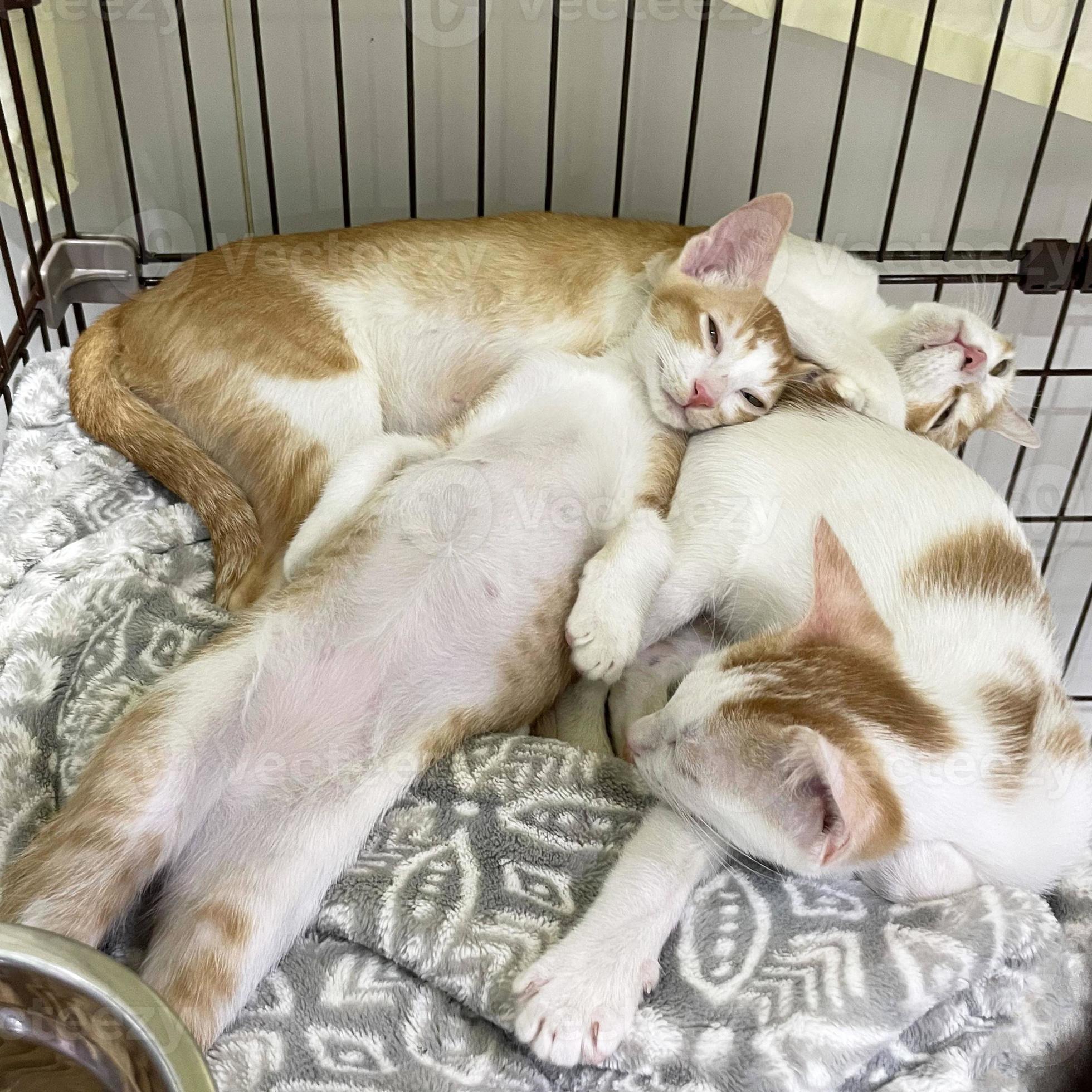 Três Gatos Pretos Estão Olhando Para Cima. Amigos Para Sempre