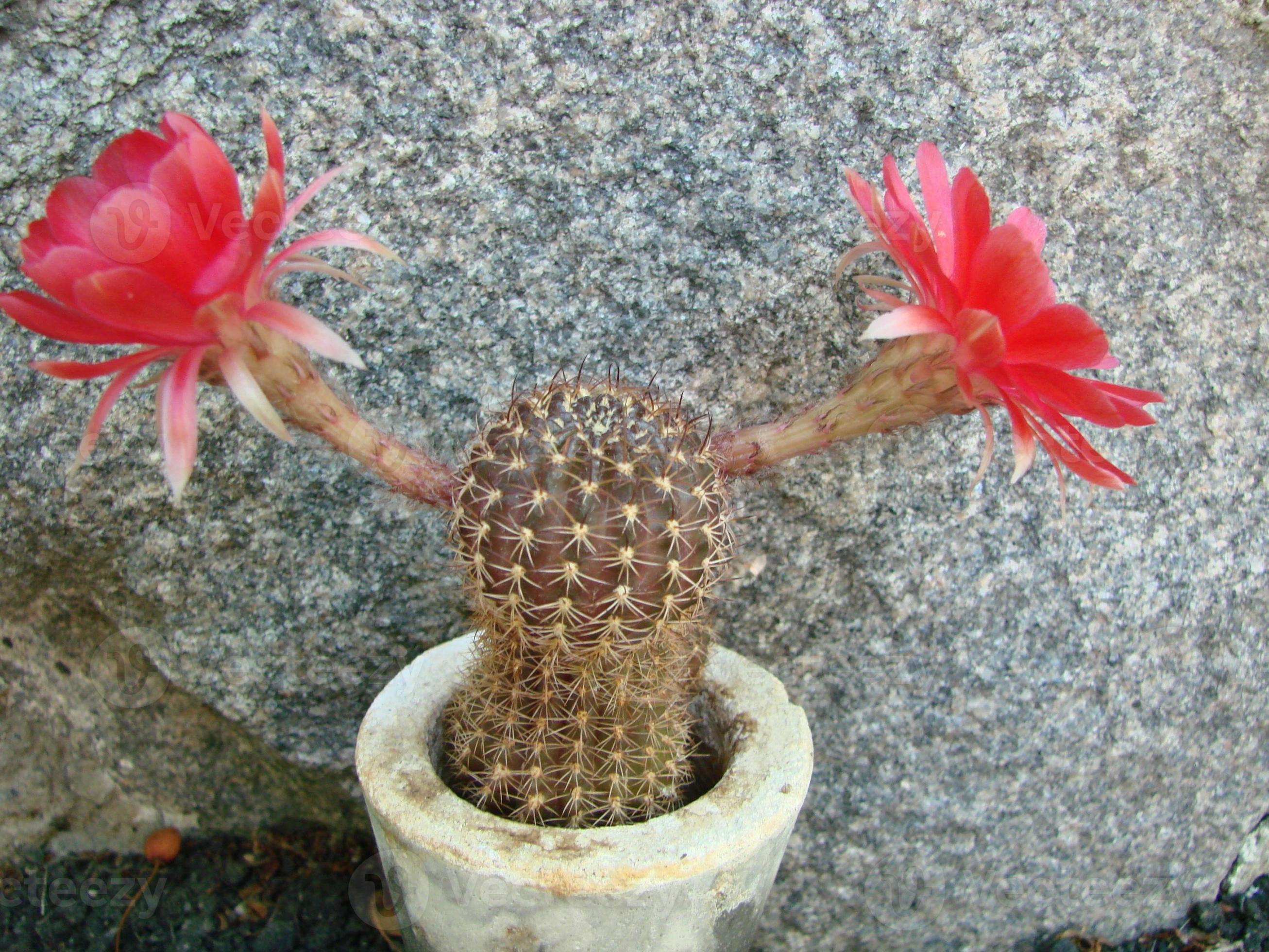 grande flor vermelha no cacto ouriço em uma panela em casa. duas flores ao  mesmo tempo, florescendo planta espinhosa 17105268 Foto de stock no Vecteezy