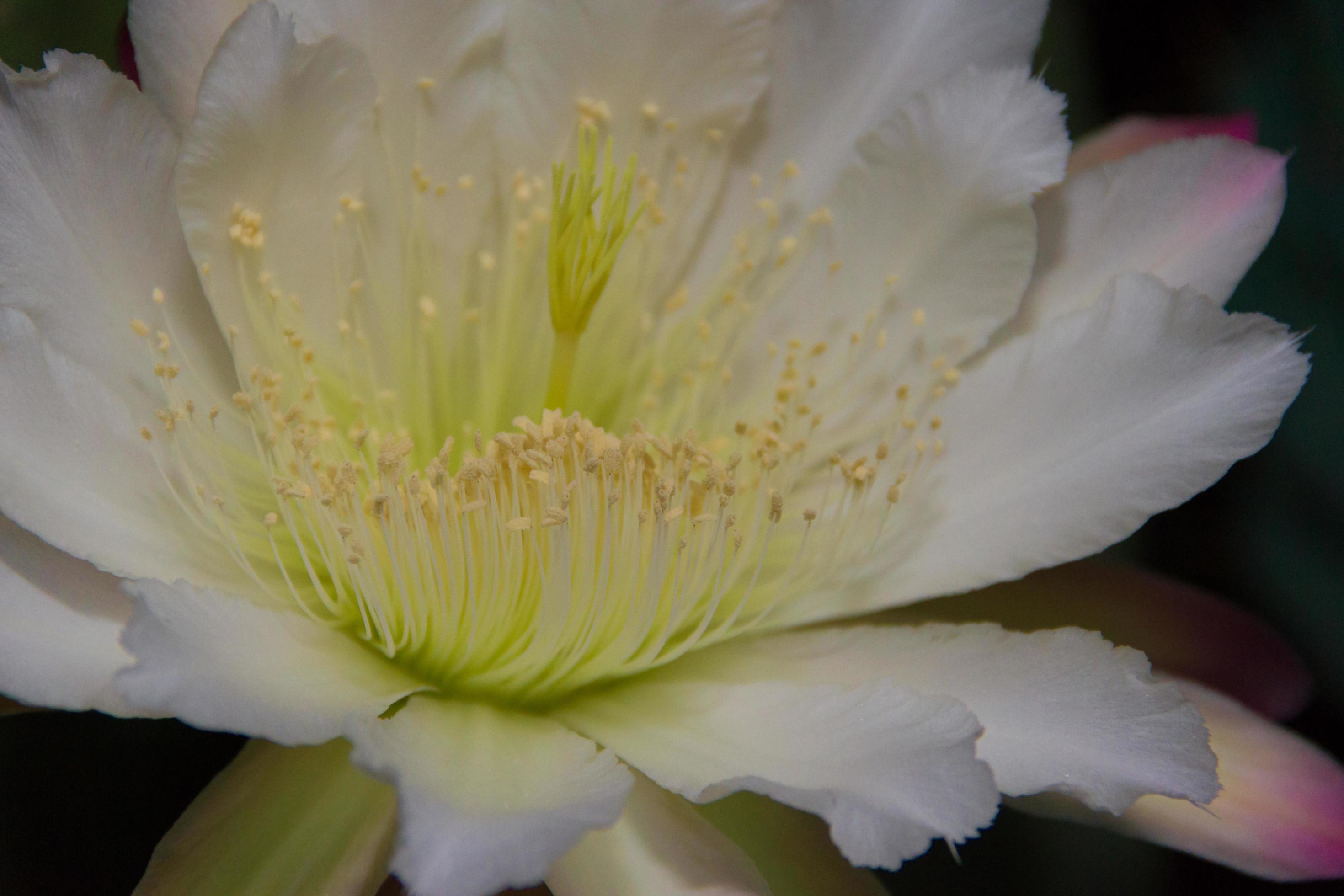 a flor branca do cactus cereus florescendo à noite 18063548 Foto de stock  no Vecteezy