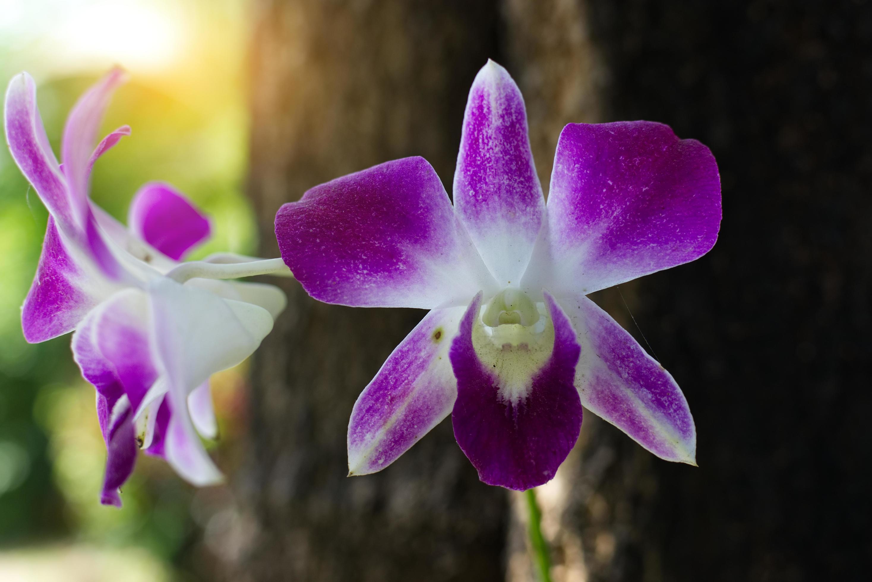 duas orquídeas roxas 1862590 Foto de stock no Vecteezy