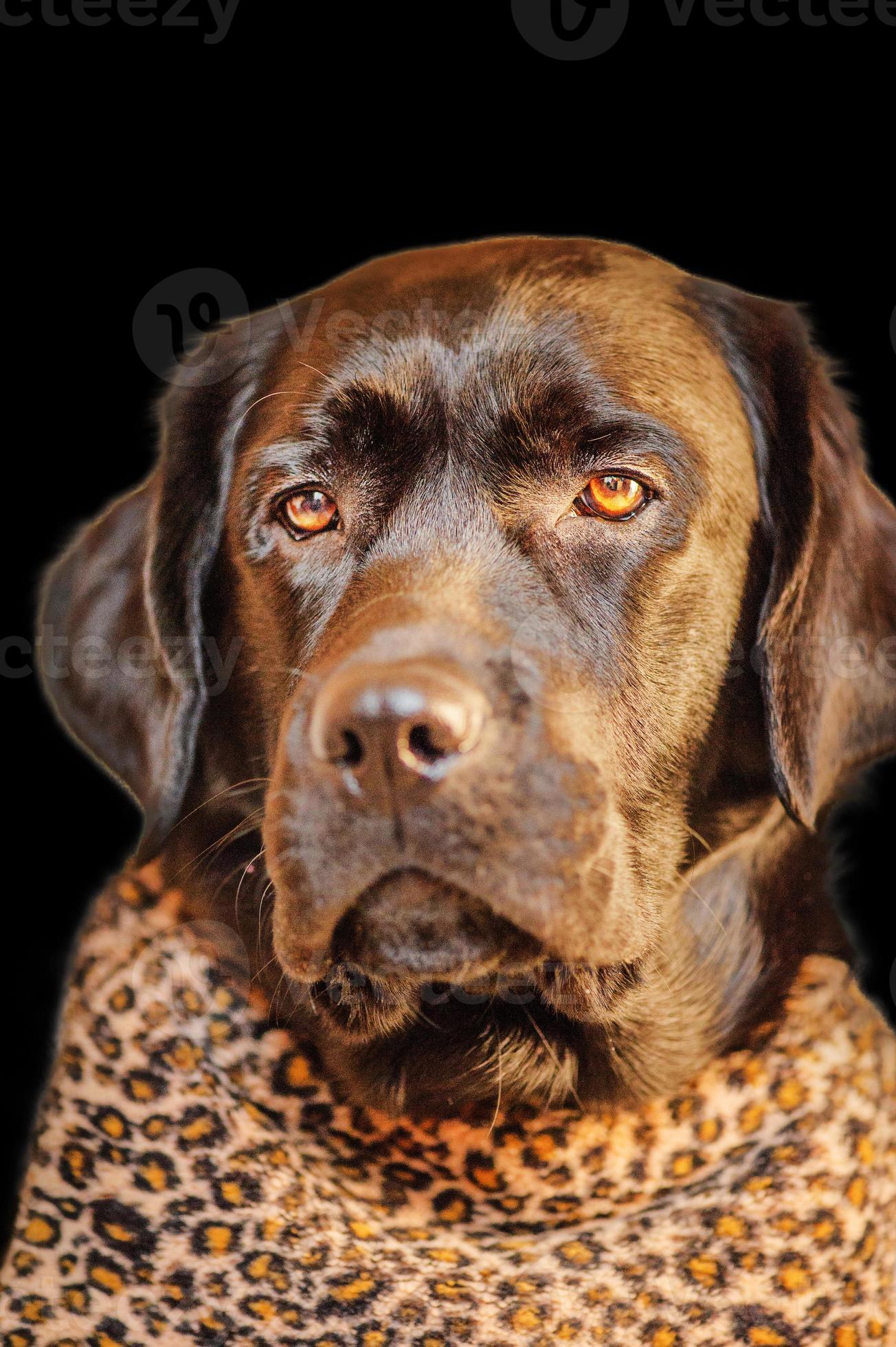um cachorro da raça labrador em roupas com estampa de oncinha. retrato de  um labrador retriever júnior 18789274 Foto de stock no Vecteezy