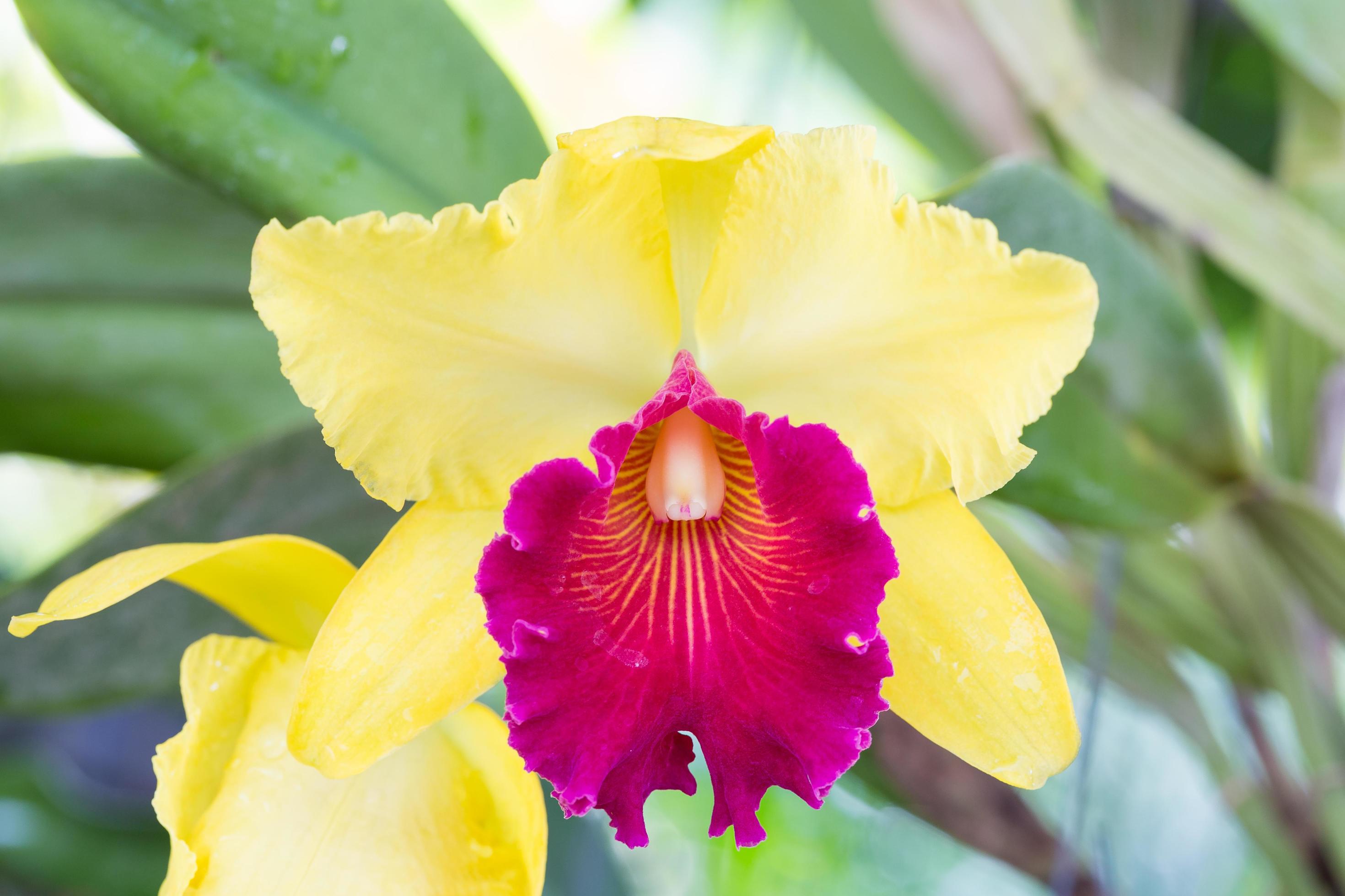flor de orquídea amarela e roxa 1917059 Foto de stock no Vecteezy