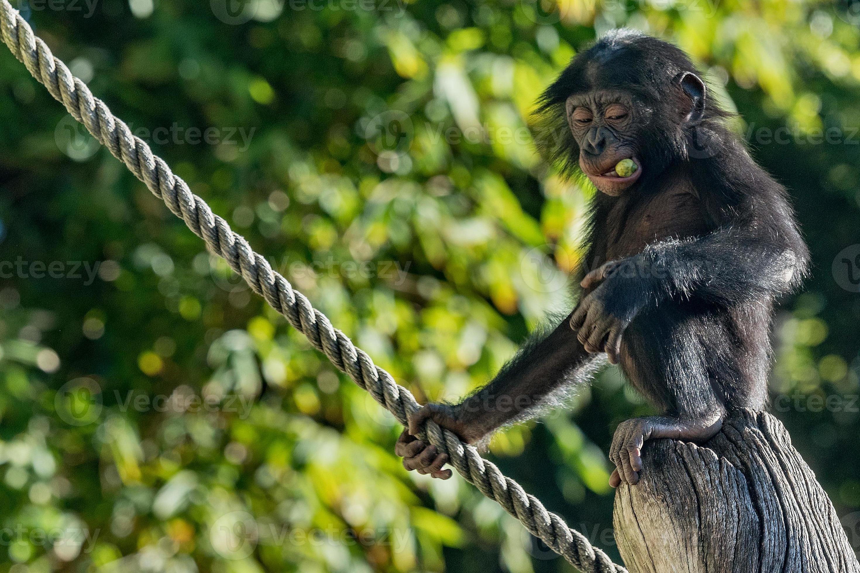 Macaco Chimpanzé No Ramo Do Perfil Foto de Stock - Imagem de endangered,  floresta: 183050238