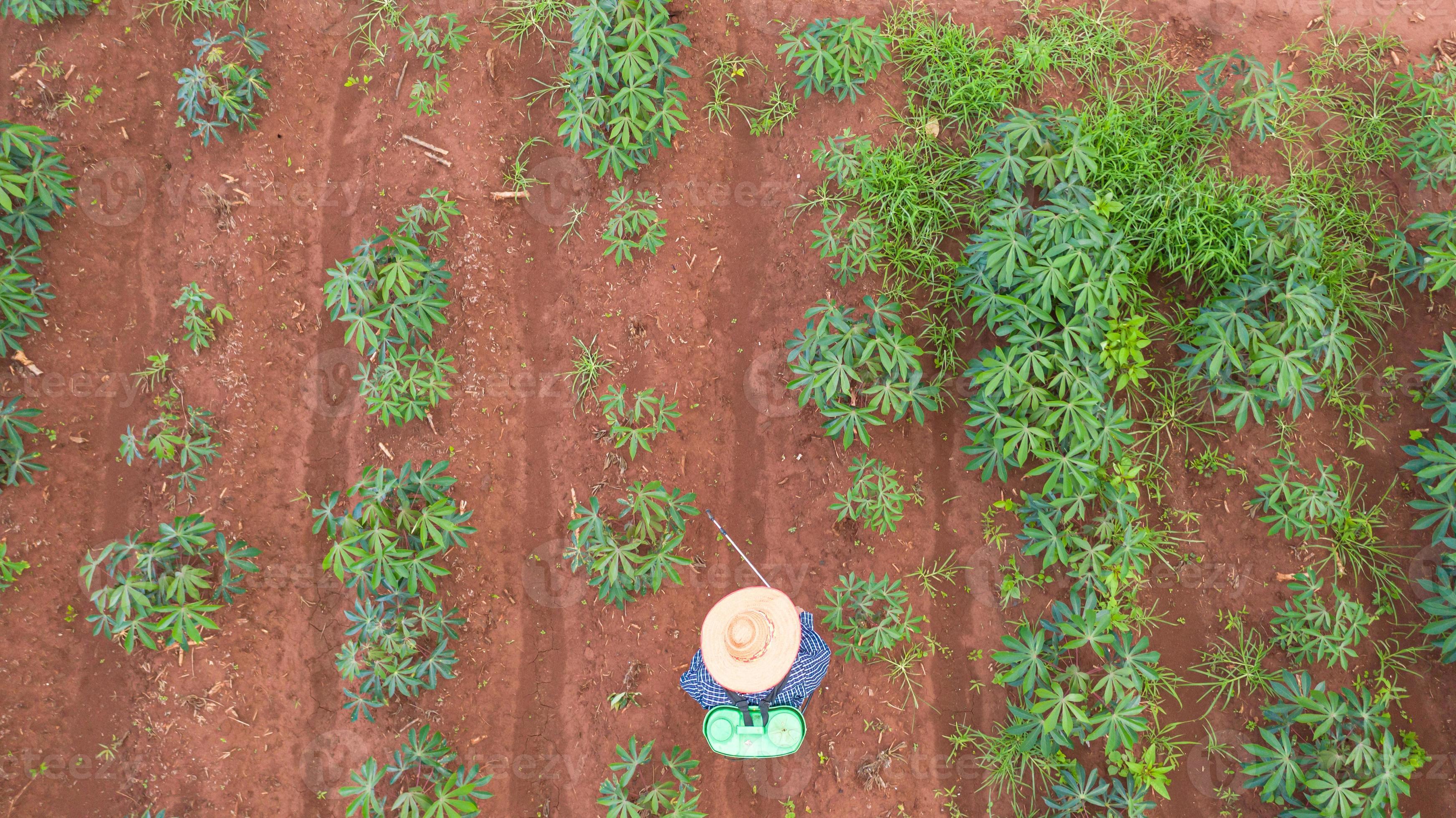 vista aérea de cima de fazendeiros trabalhando na fazenda de mandioca foto
