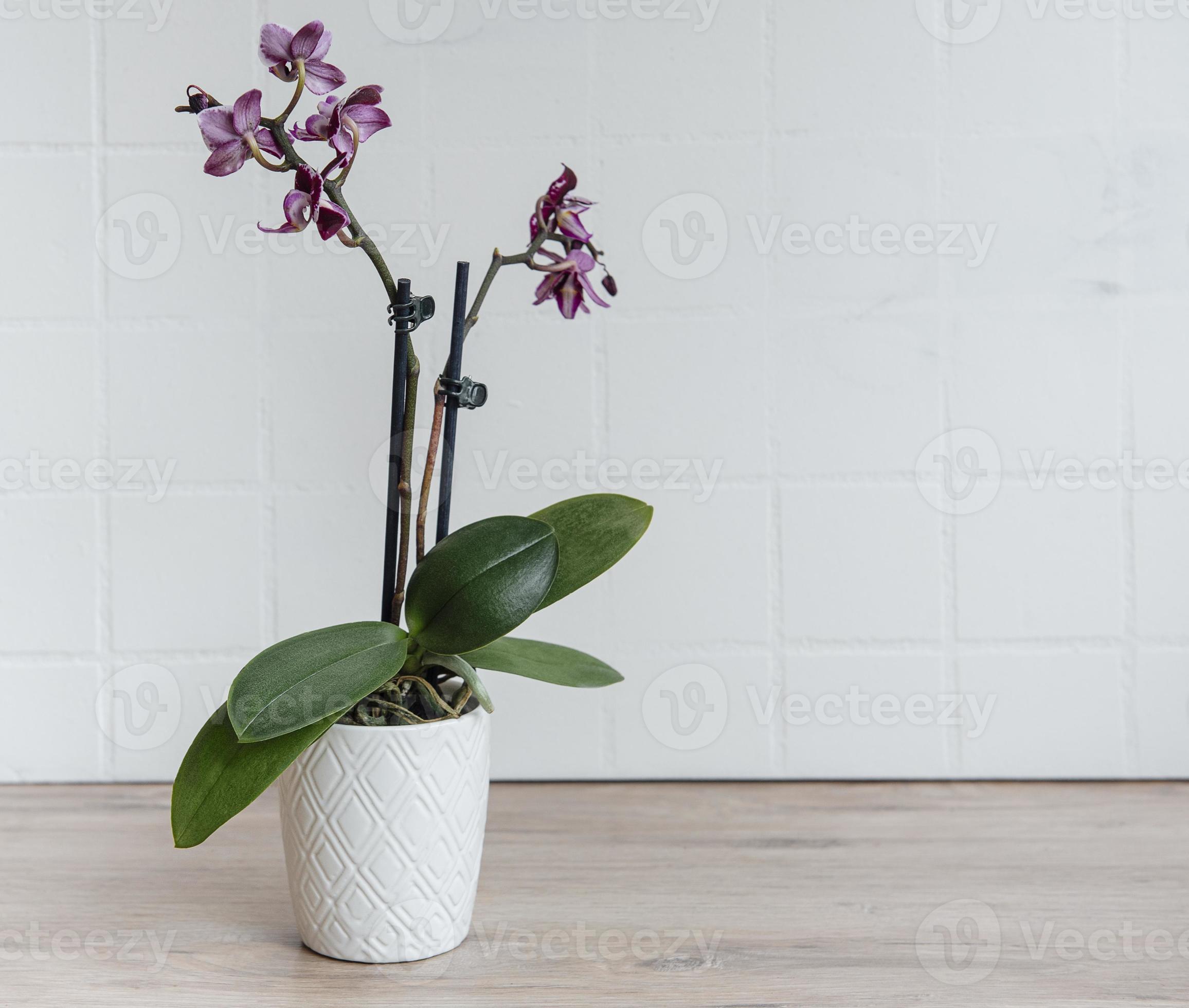orquídeas roxas em um vaso branco 2288085 Foto de stock no Vecteezy