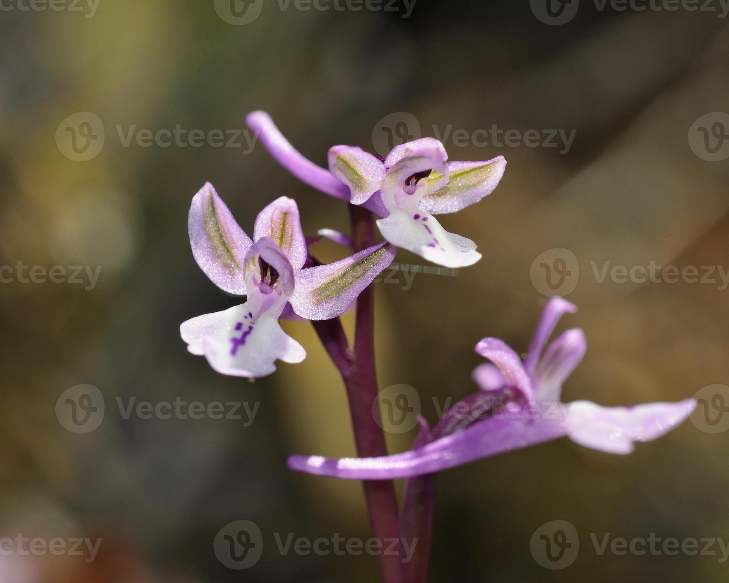 orchis anatolica - orquis anatólia, creta foto