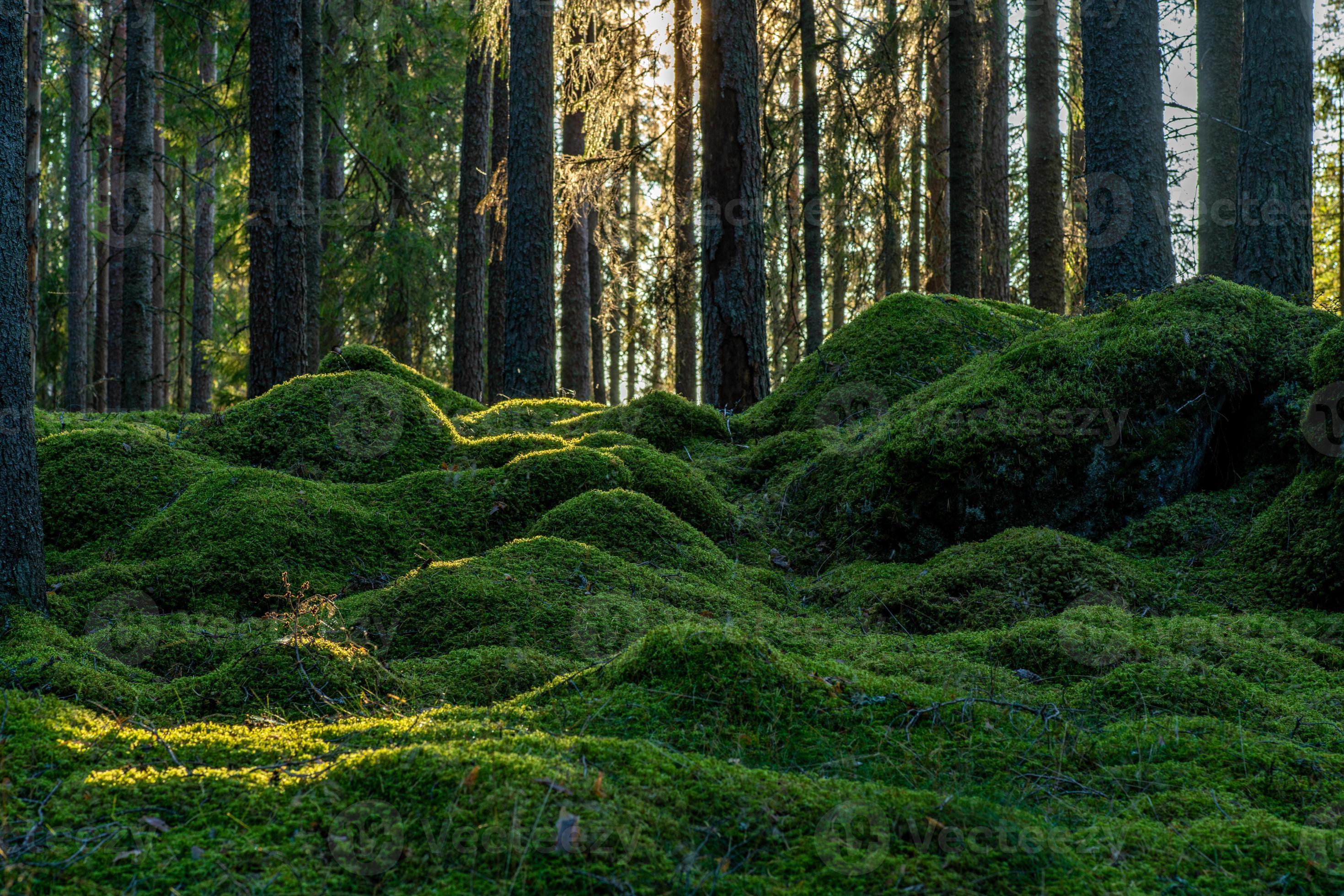 musgo cobrindo o chão de uma floresta de abetos e pinheiros na Suécia foto