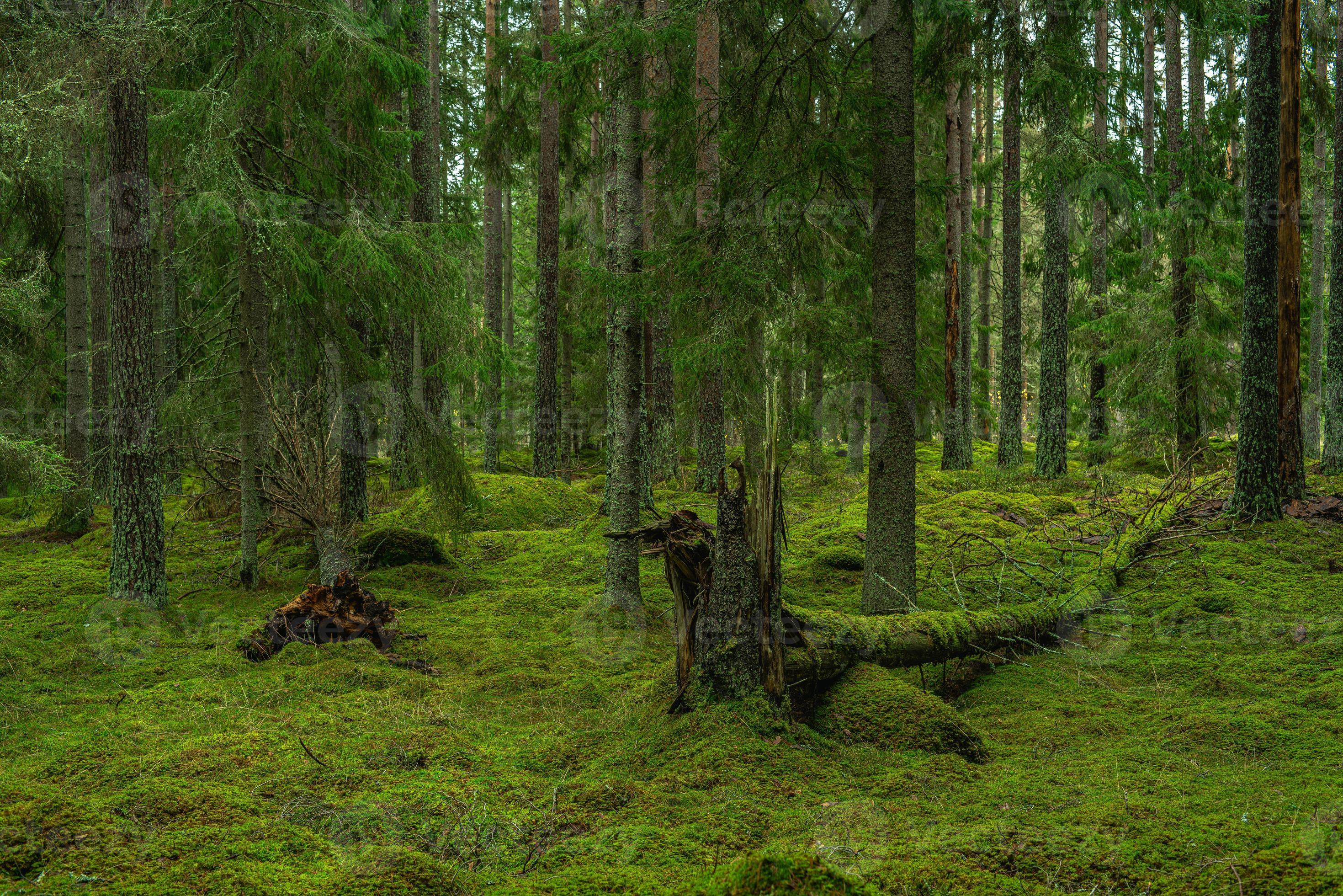 floresta de pinheiros e abetos na Suécia com árvores caídas cobertas de musgo foto