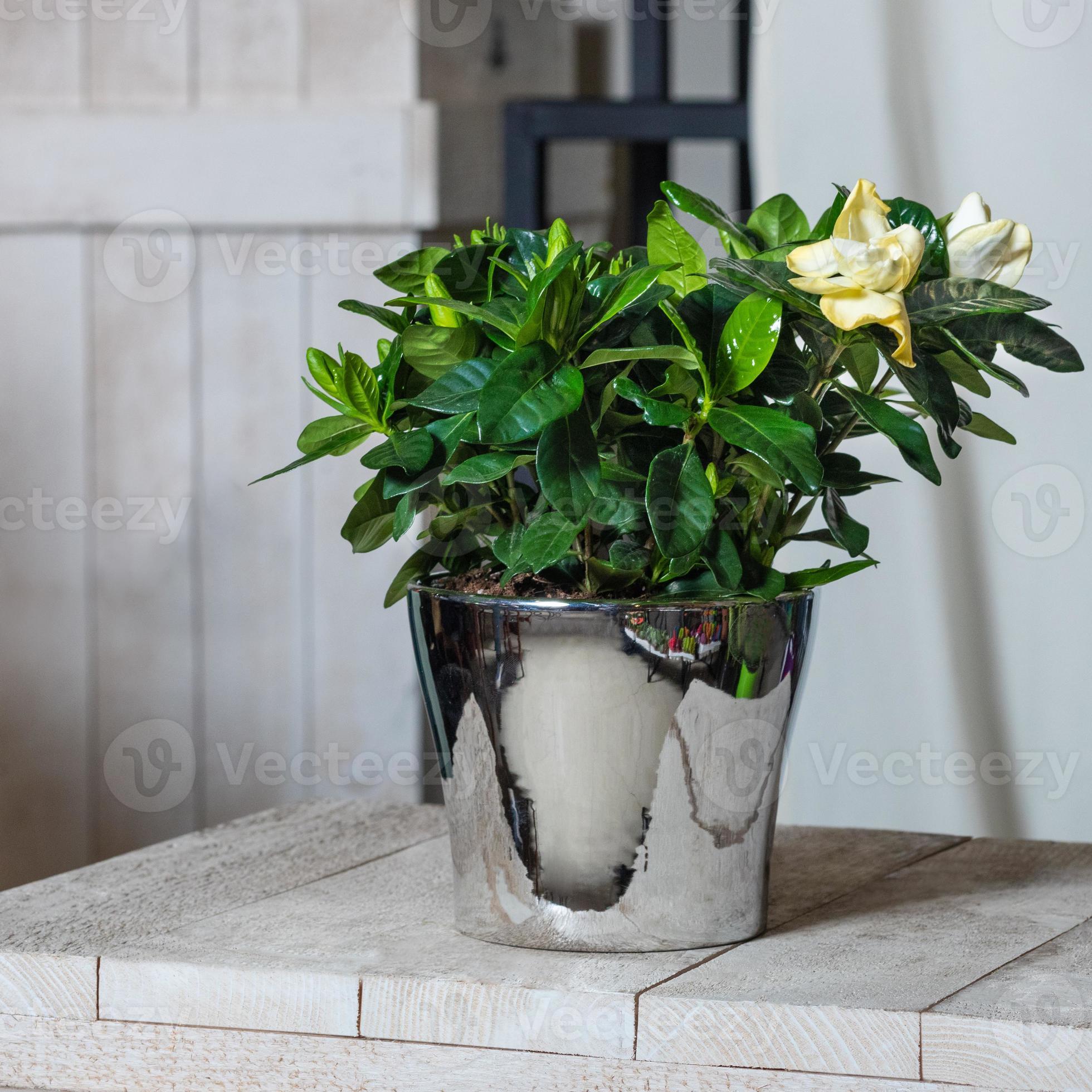 a bela flor de gardênia em um vaso brilhante 2430209 Foto de stock no  Vecteezy