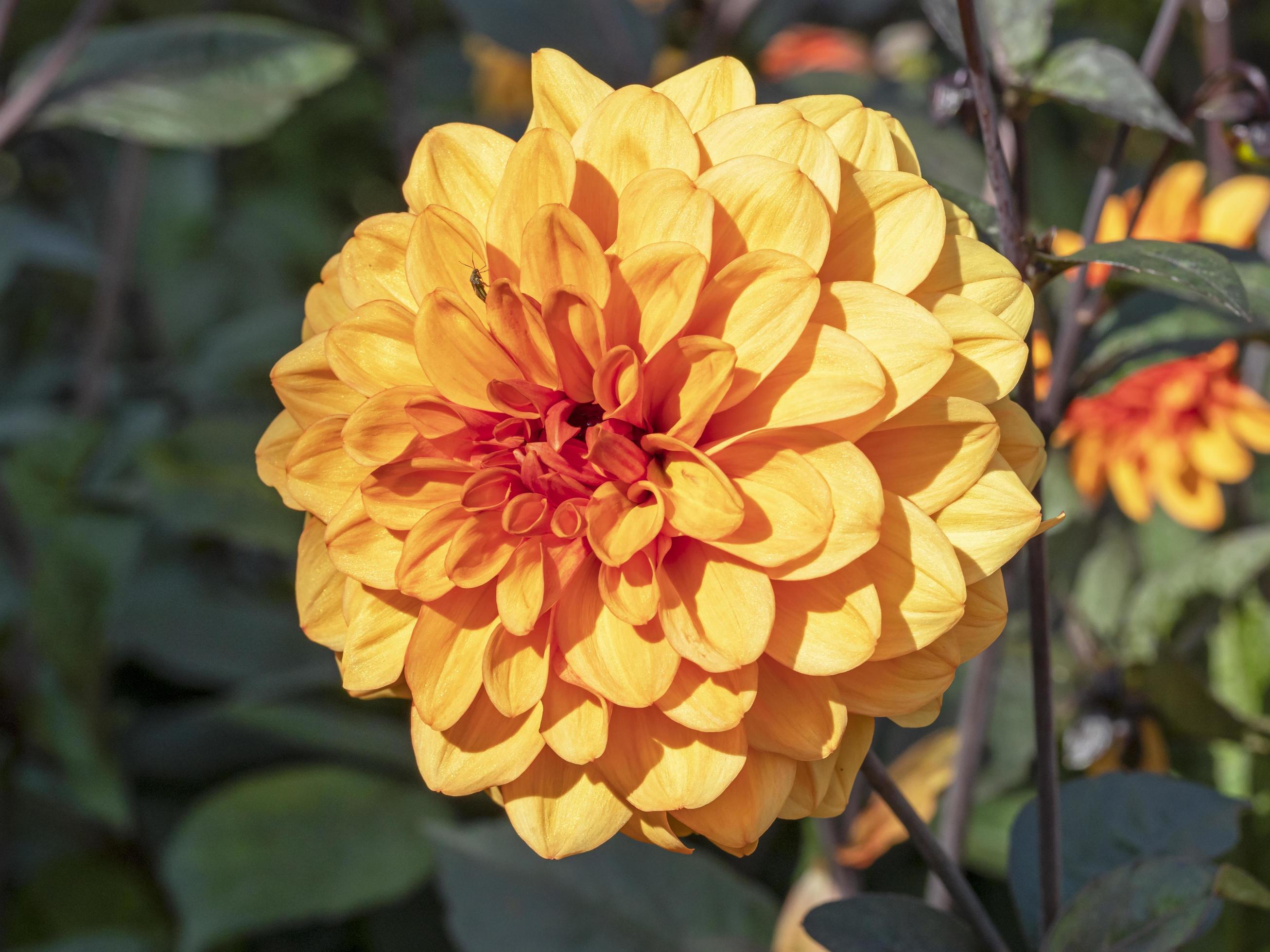 close up de uma bela flor de dália dupla laranja 2438167 Foto de stock no  Vecteezy