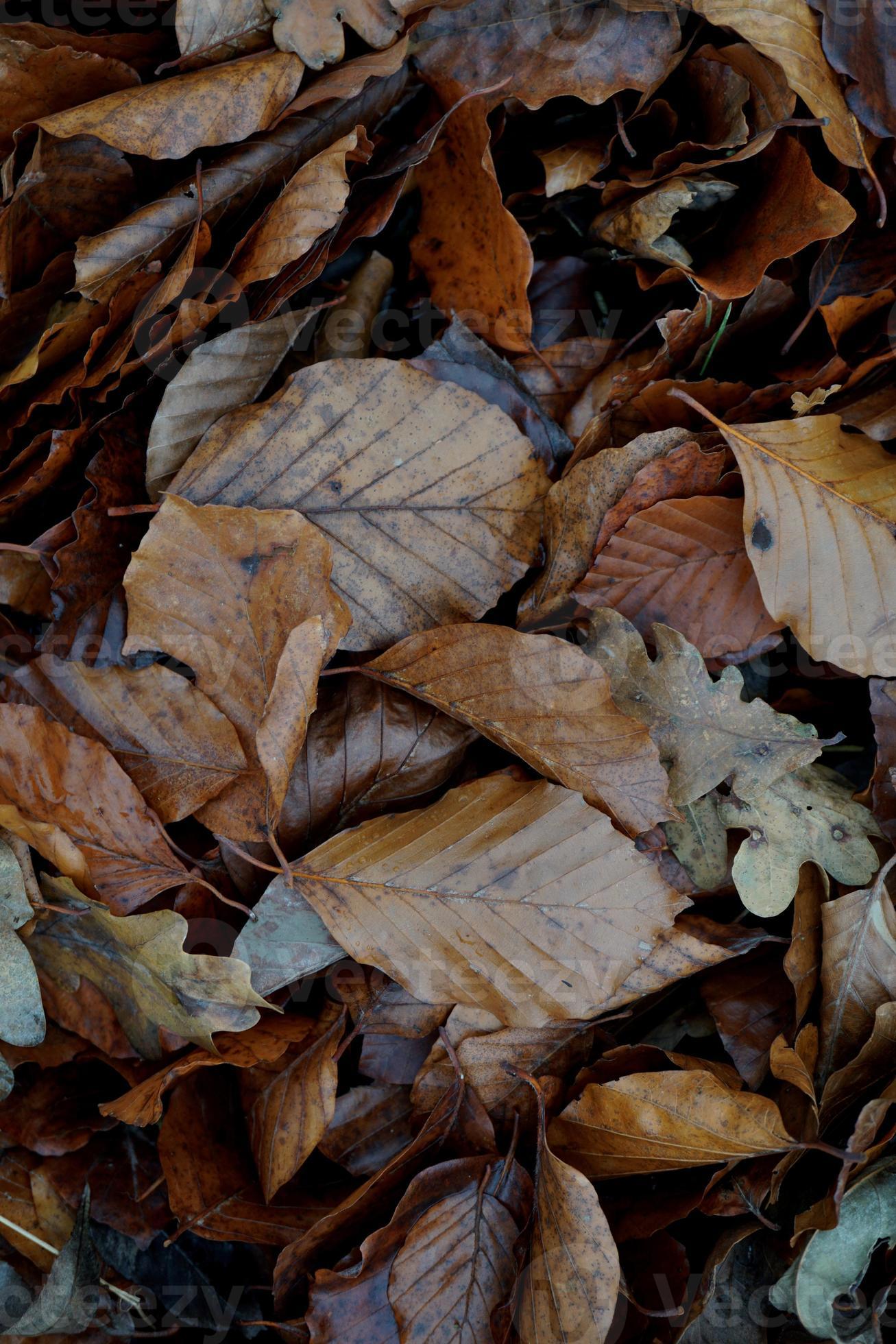 folhas marrons secas no solo na temporada de outono foto