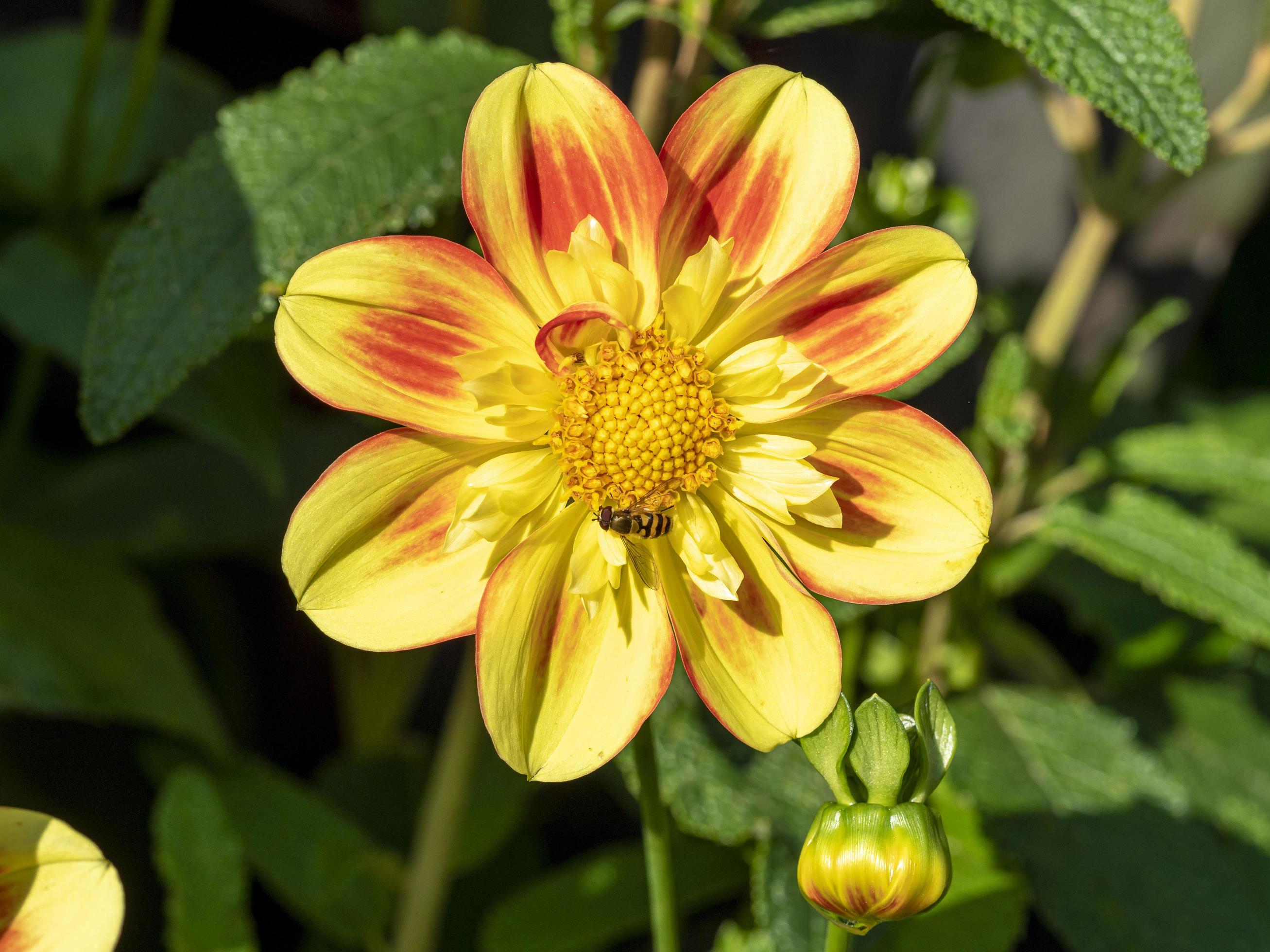 flor dália amarela e laranja com uma mosca 2618435 Foto de stock no Vecteezy