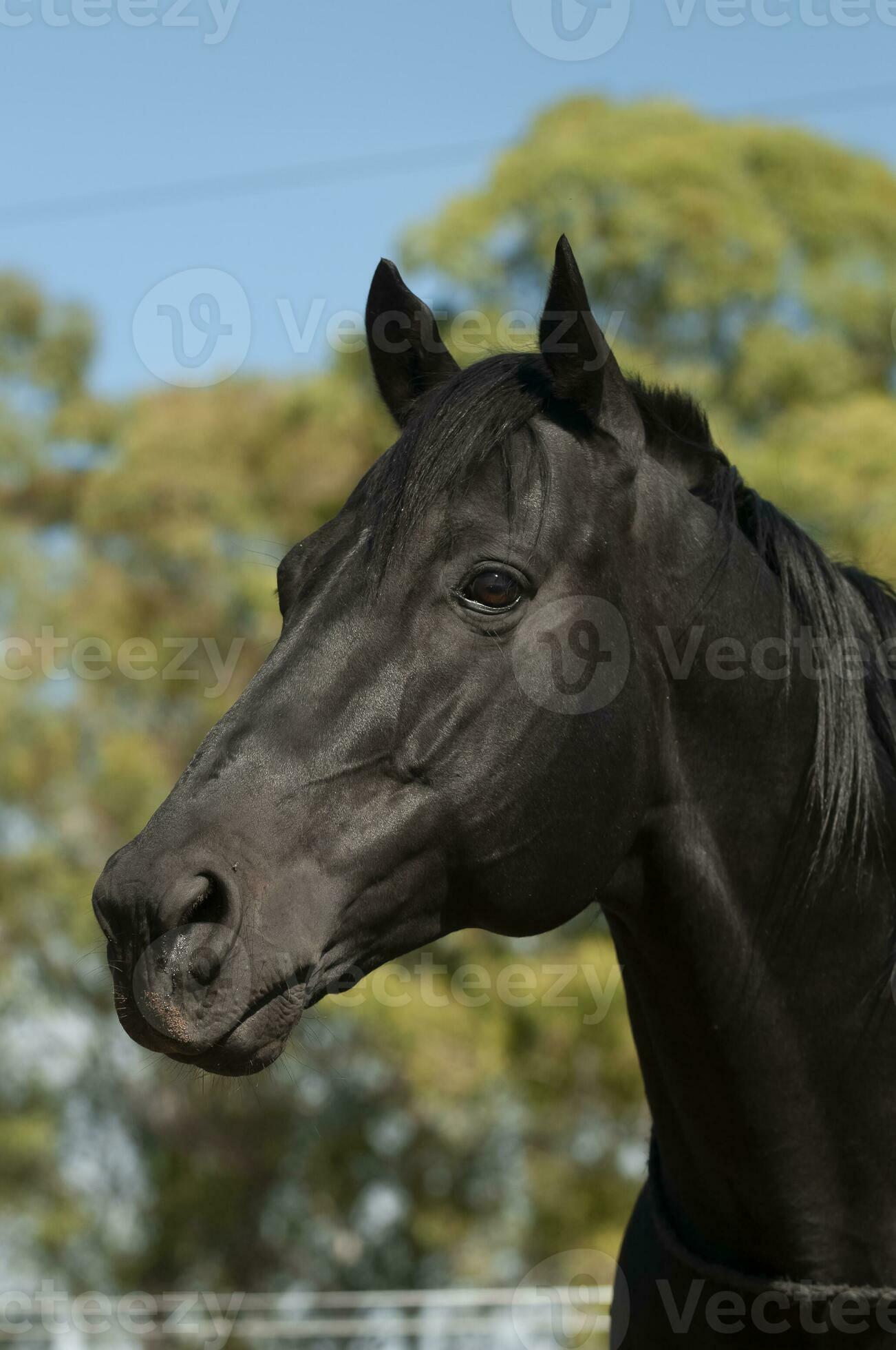 Cavalo pampa de preto