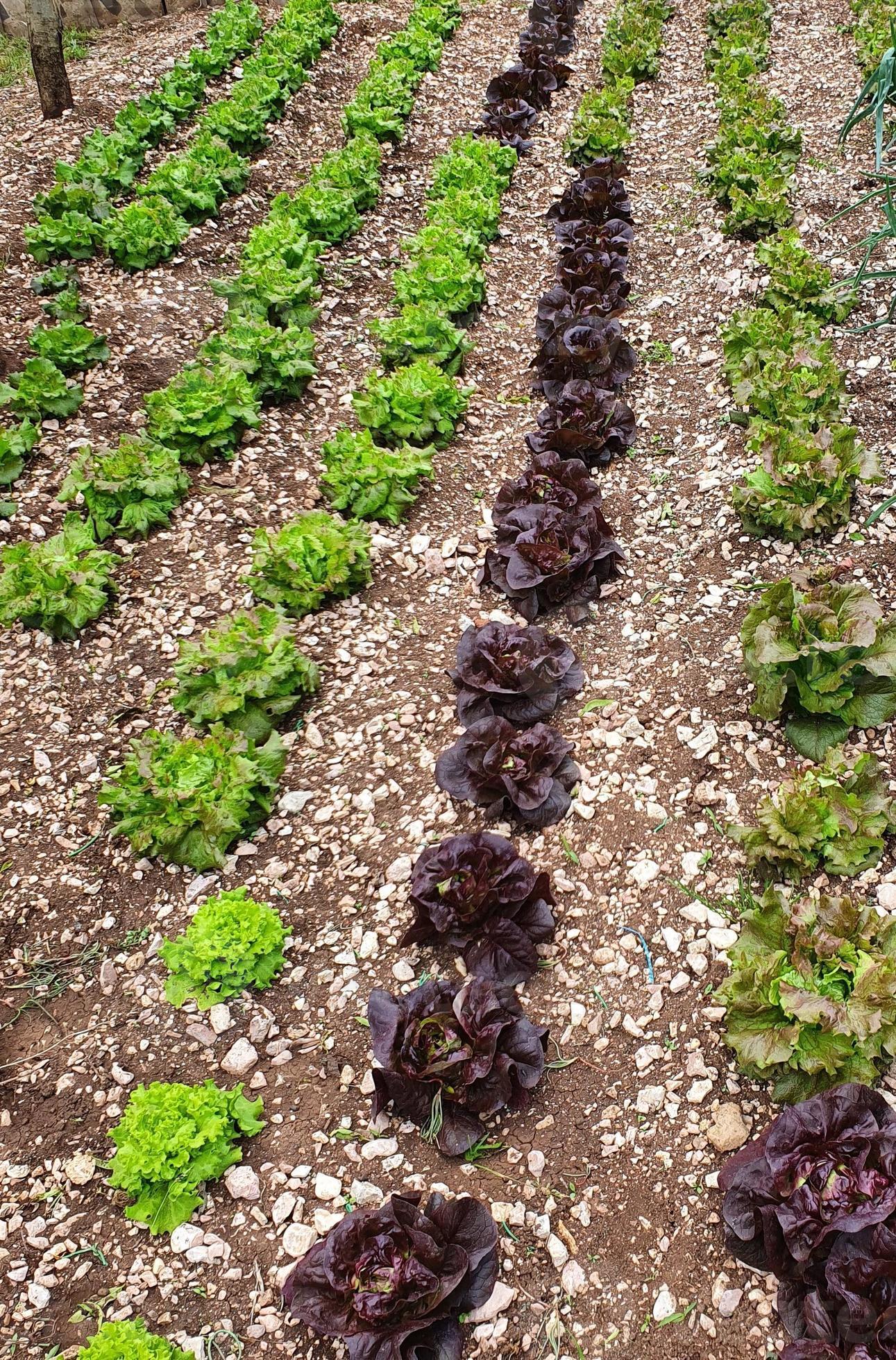 a plantação de salada foto
