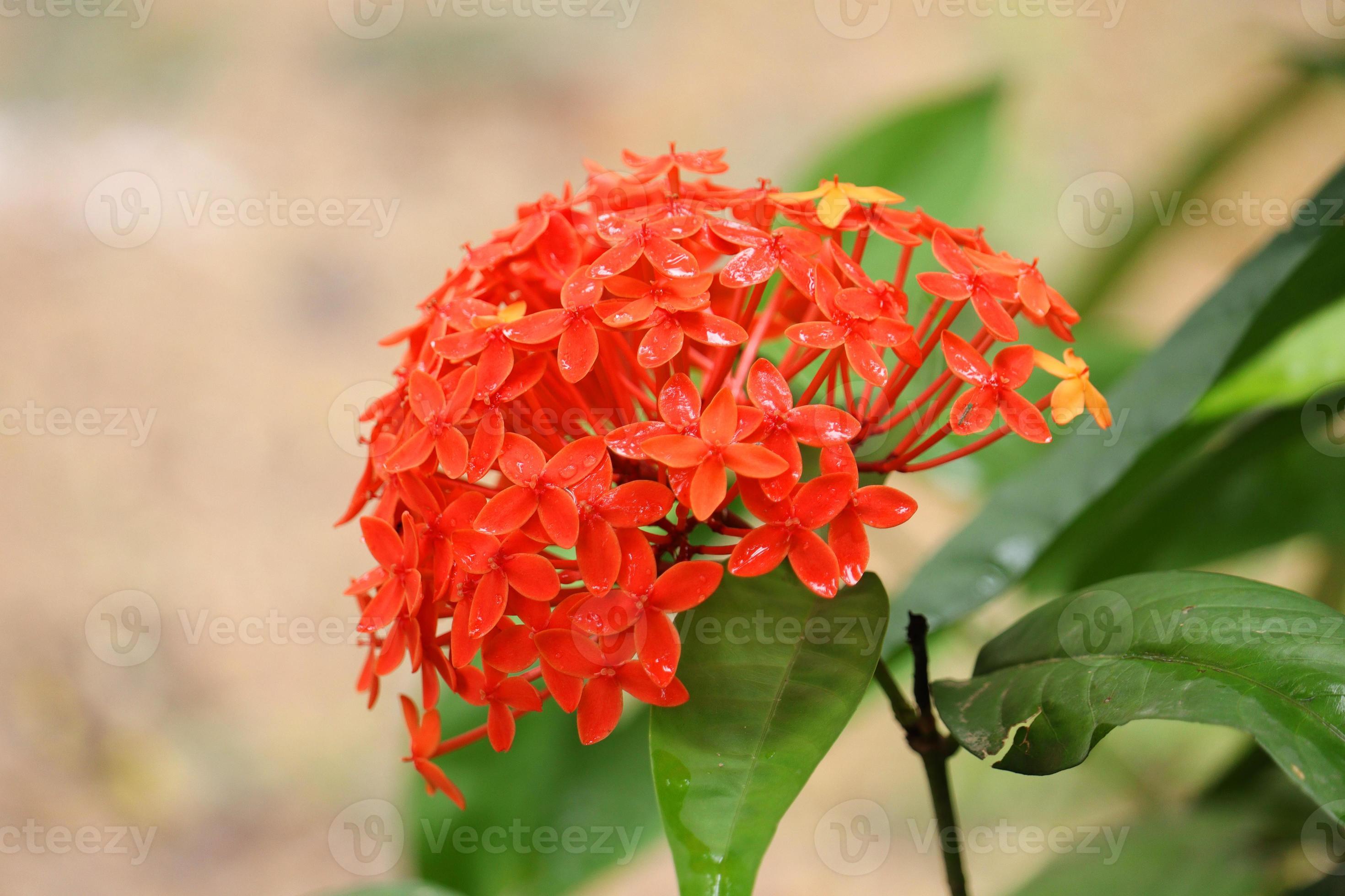 flor ixora vermelha e amarela 2753544 Foto de stock no Vecteezy