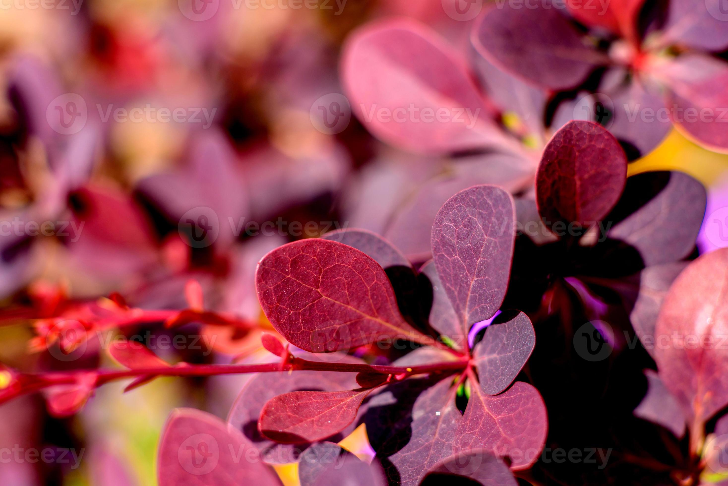 lindas plantas vermelhas no jardim em um dia quente de verão 2980790 Foto  de stock no Vecteezy