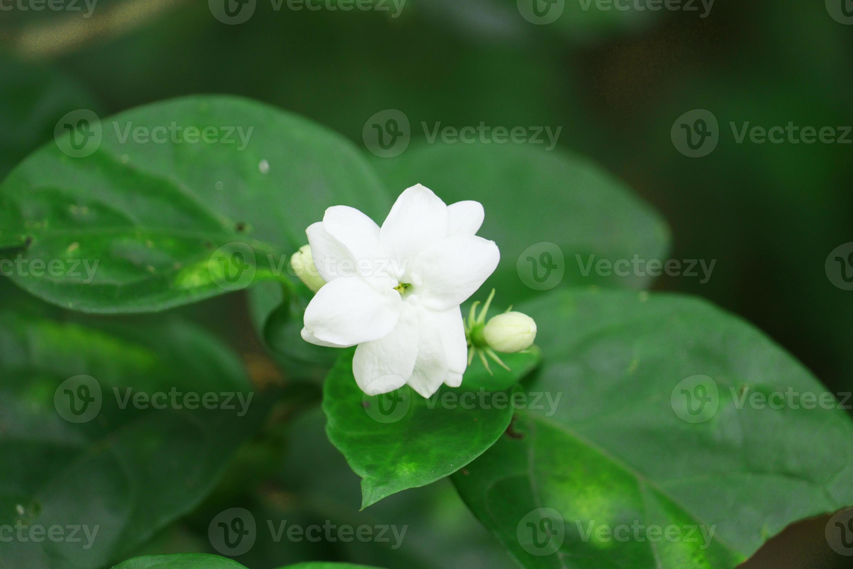 flor de jasmim no jardim 2987196 Foto de stock no Vecteezy