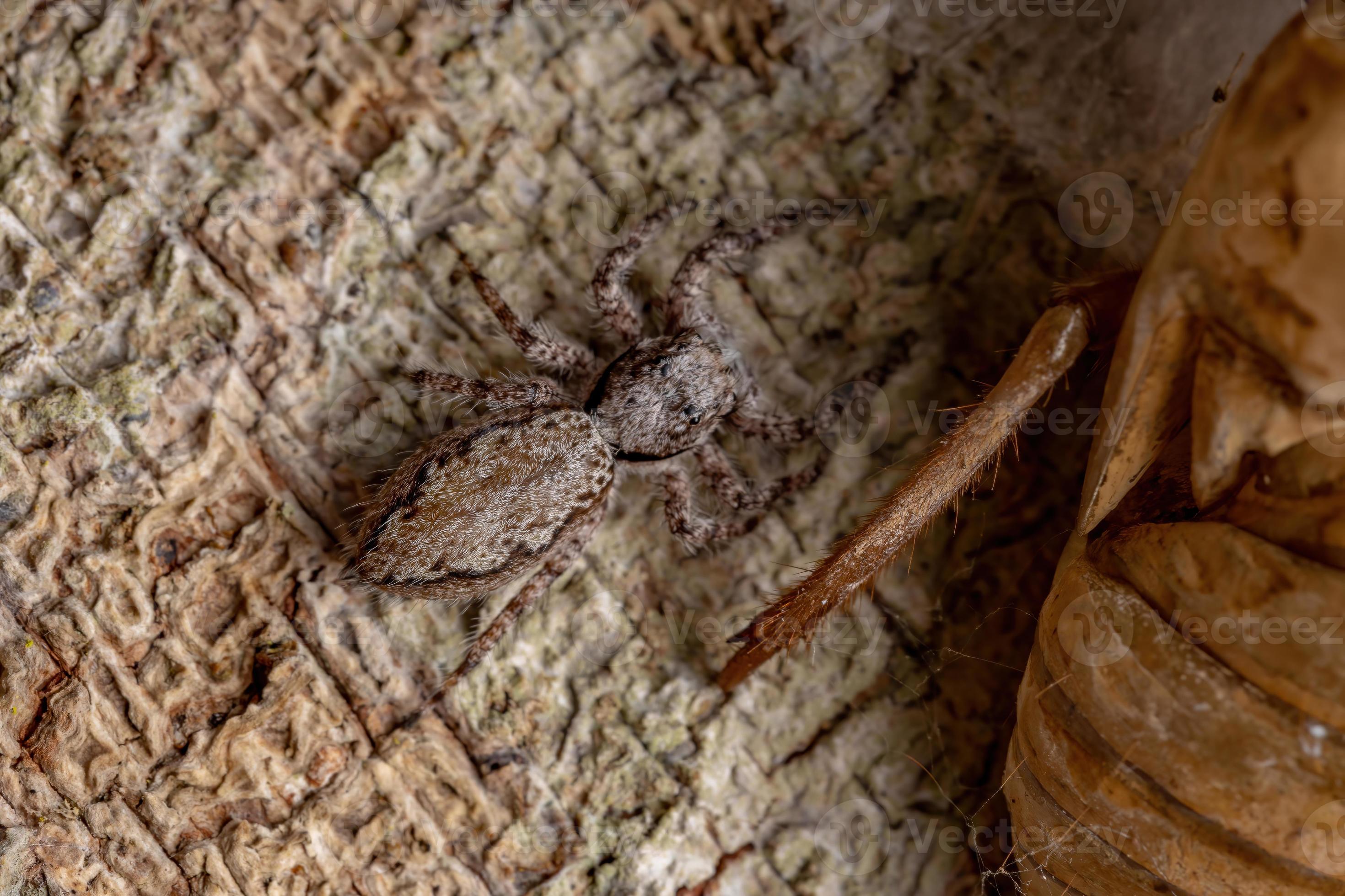 fêmea adulta de aranha saltadora em um tronco de árvore foto