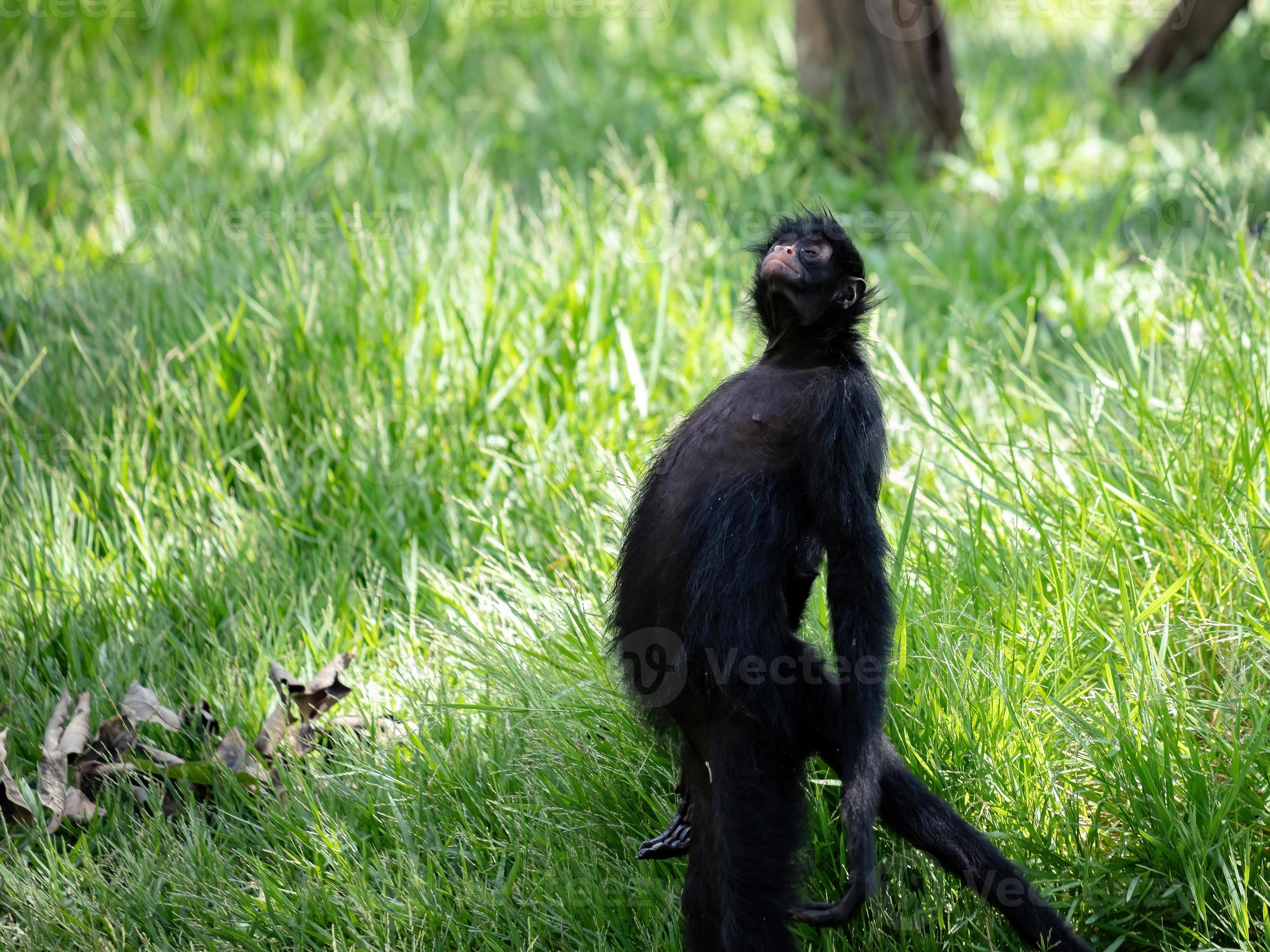 Foto De Stock Macaco-Aranha Preto, Royalty-Free