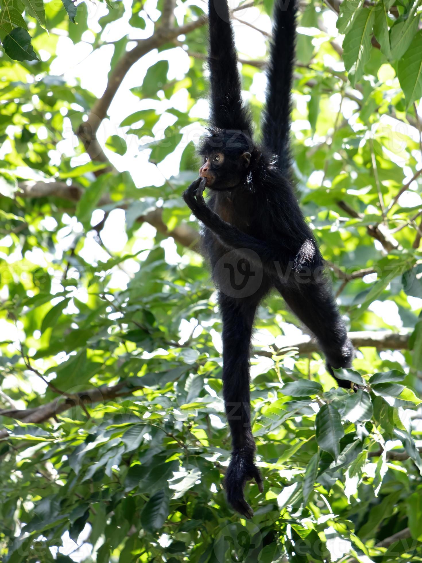 Fundo Macaco Preto Na Floresta Fundo, Uma Foto De Um Macaco Aranha