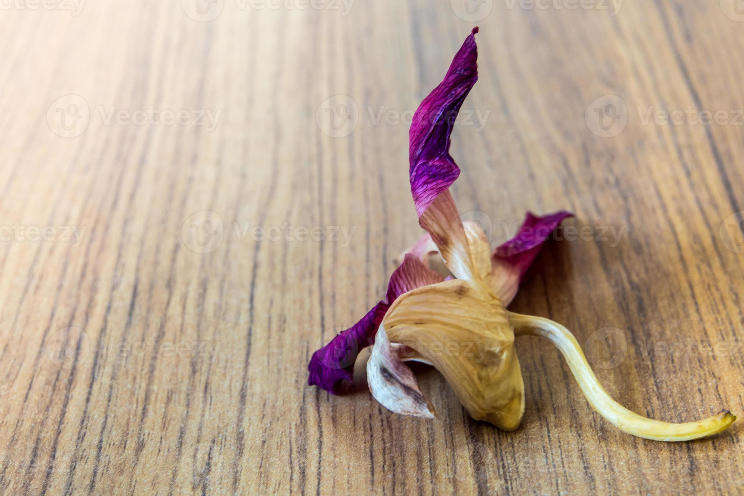 a flor murcha da orquídea cai amplamente no chão de madeira 4144618 Foto de  stock no Vecteezy