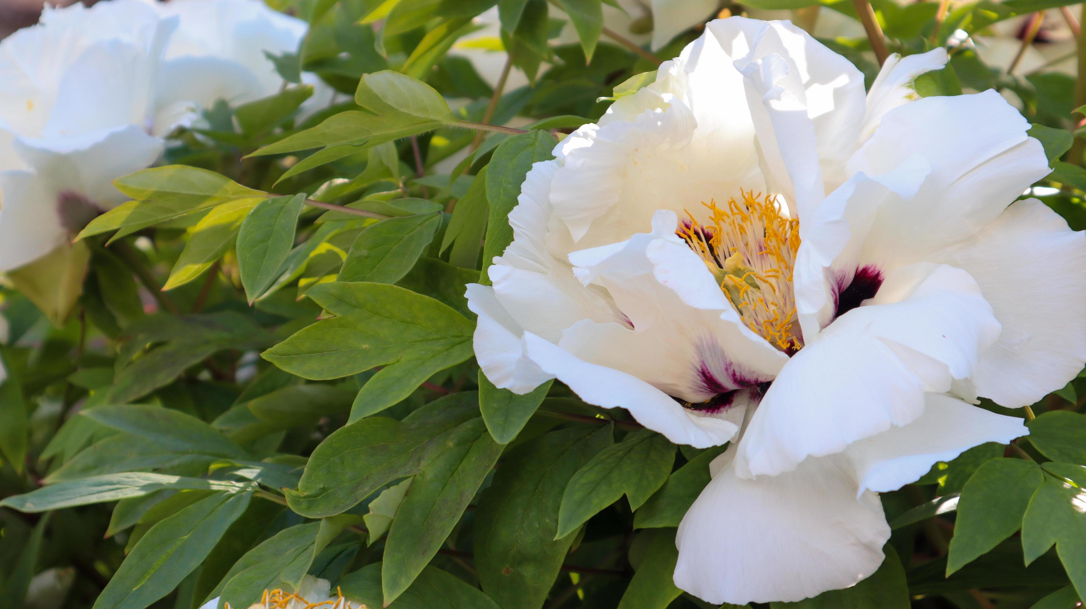 cabeça de uma flor de peônia de árvore rosa pálido no parque. fundo natural.  paeonia suffruticosa. modelo de site. flor de peônia desabrochando muito  bonita em um arbusto. 4461696 Foto de stock