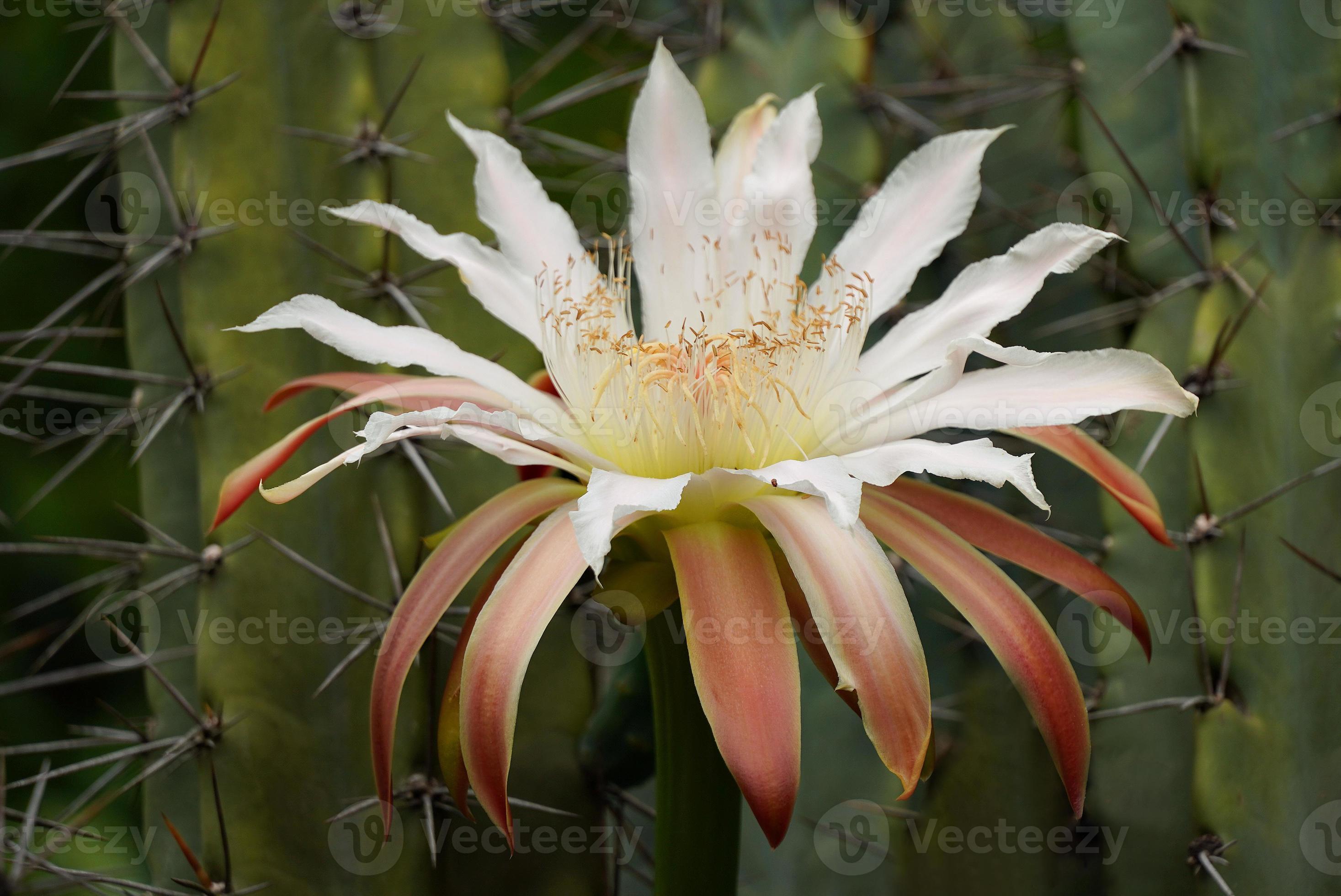 close-up de uma grande flor de um cacto. 4519192 Foto de stock no Vecteezy
