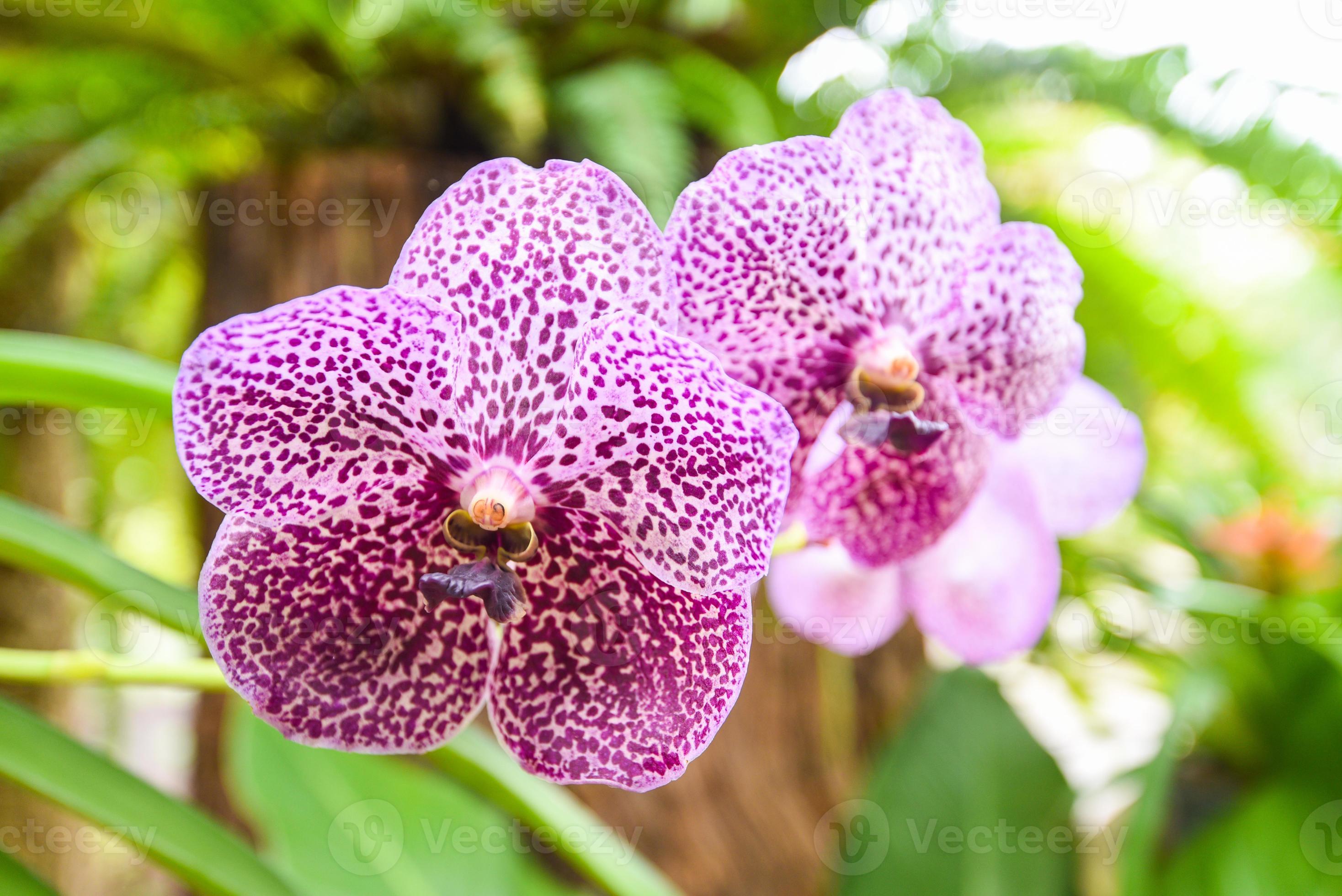 orquídea vanda com folhas de fundo - linda flor de orquídea roxa no viveiro  de fazenda natural 4528366 Foto de stock no Vecteezy