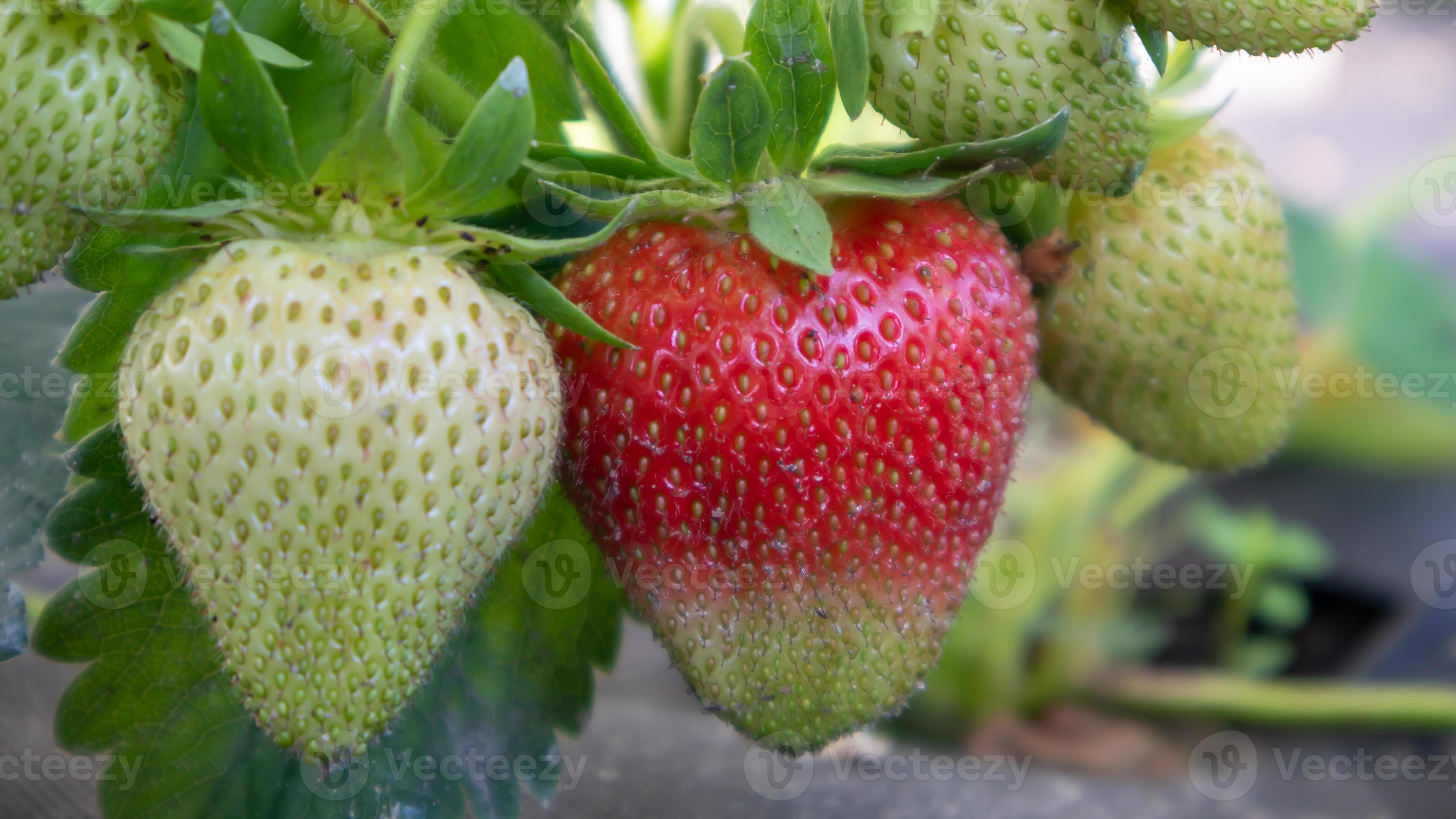 Jogos da Moranguinho - Colhendo Morangos (Harvesting Strawberries