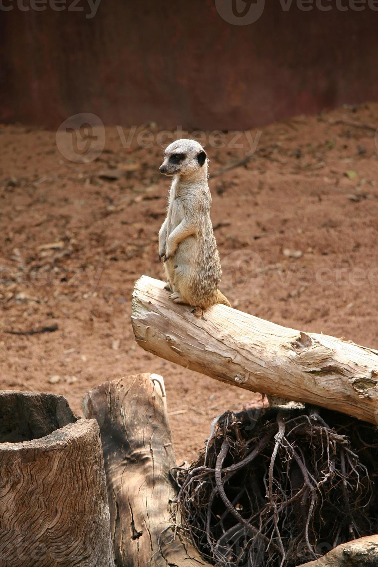 um macaco branco sonhando acordado com um fundo desfocado 4702794 Foto de  stock no Vecteezy