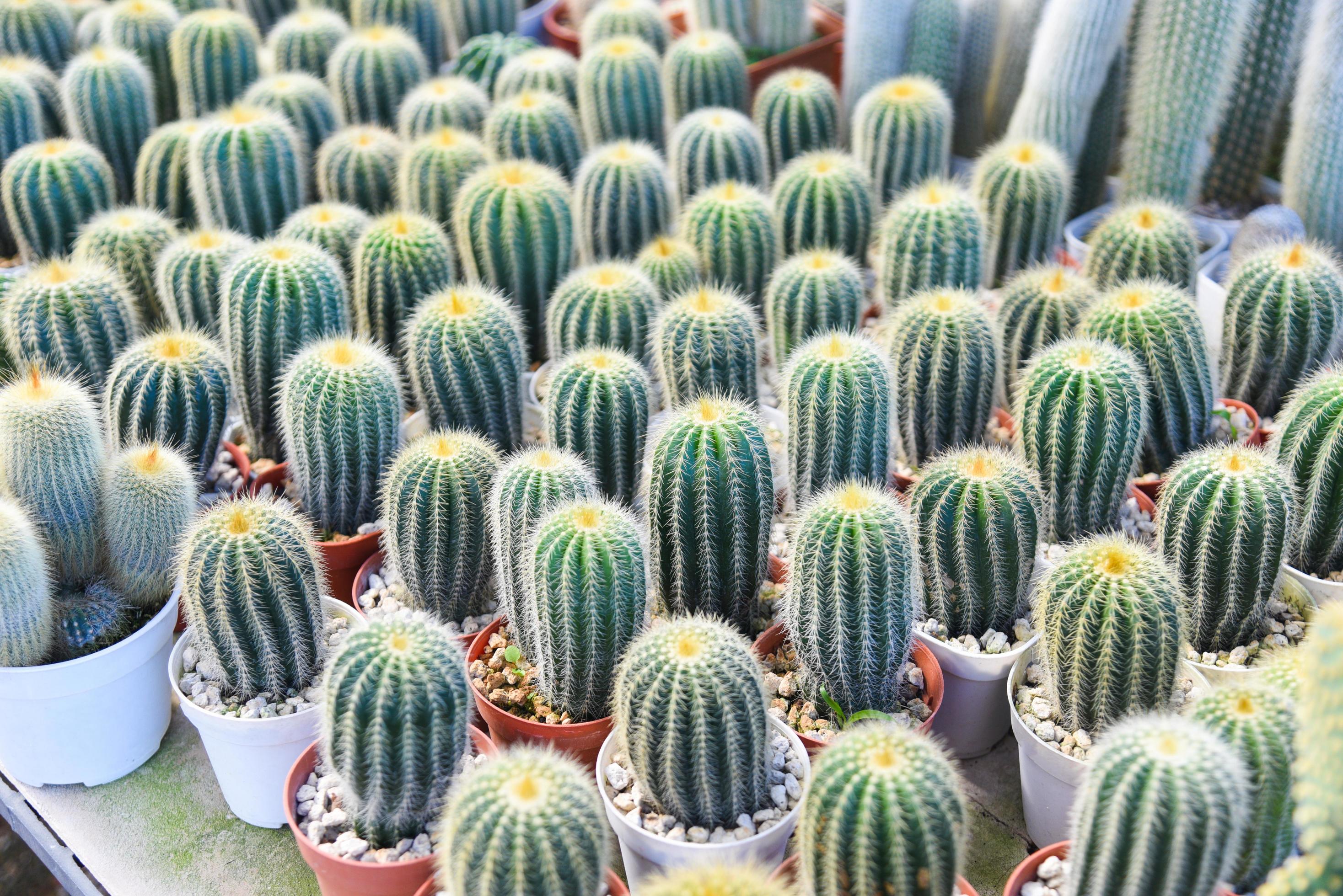 vaso de cactos no jardim de plantas de viveiro de fazenda de cactos  naturais, pequeno cacto fresco crescendo em um vaso de flores dentro de  casa 5192549 Foto de stock no Vecteezy