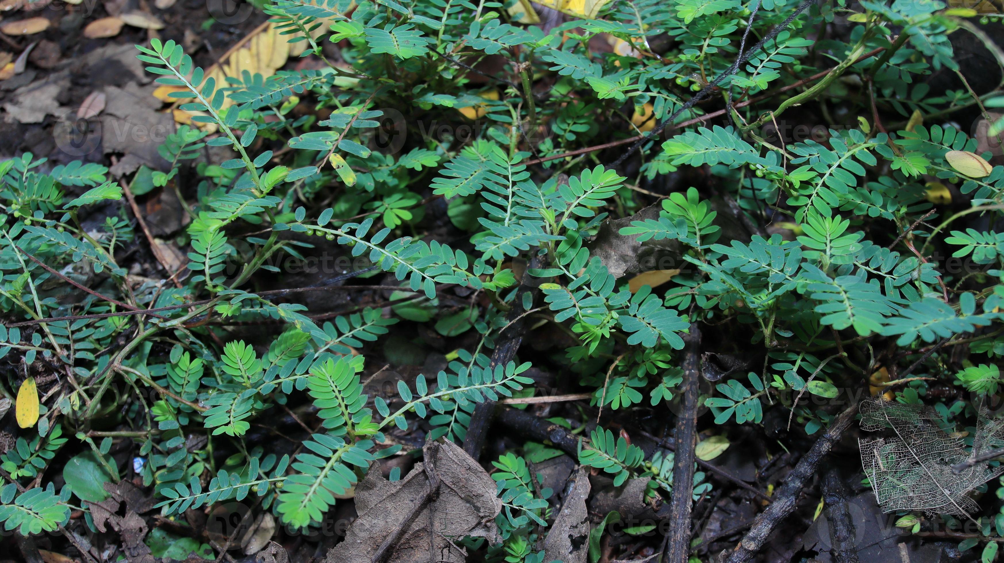 plantas silvestres, geralmente crescem em qualquer lugar sem