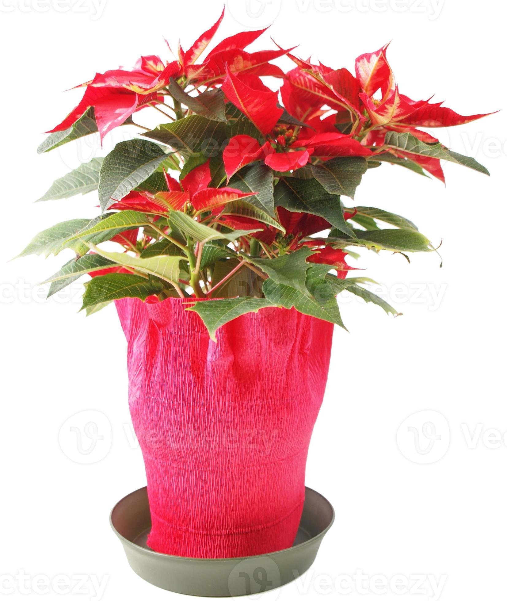 estrela de natal planta poinsettia euphorbia pulcherrima flor vermelha  5250414 Foto de stock no Vecteezy
