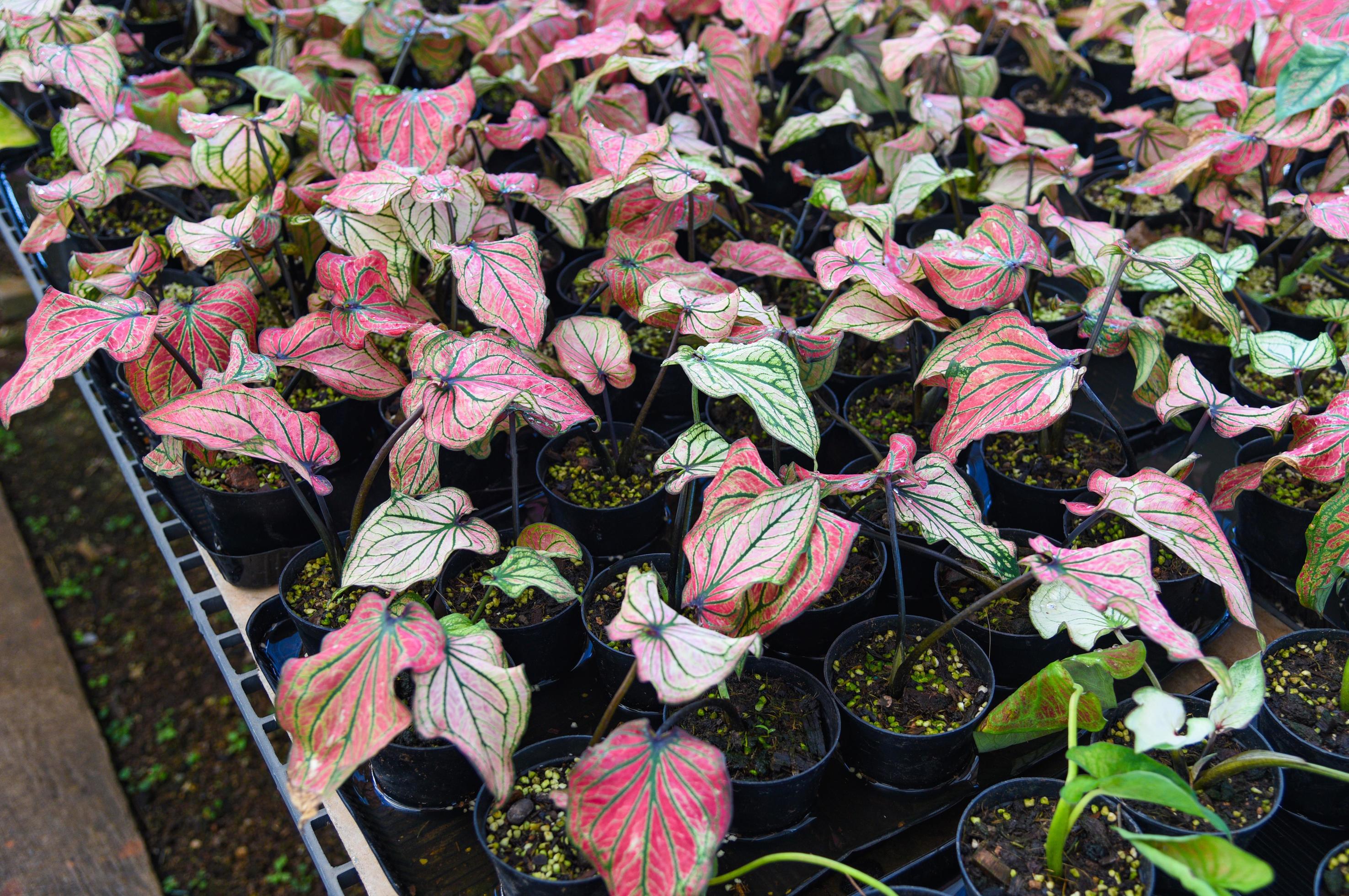 planta de folha bicolor caladium, folhas coloridas em vaso planta  ornamental no jardim vários tipos rainha das plantas de folha, folhas  manchadas aglaonema planta de repotting 5274860 Foto de stock no Vecteezy