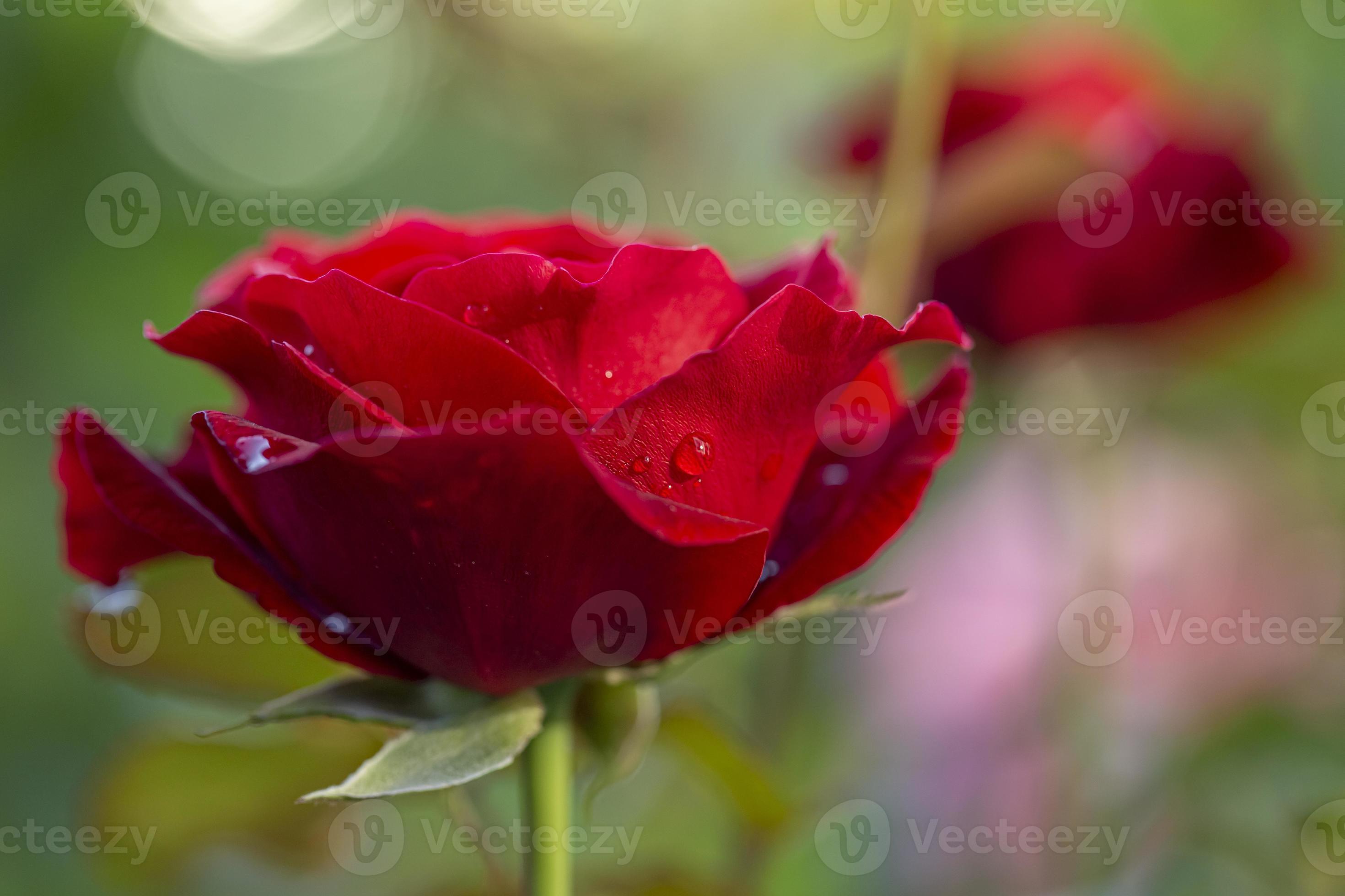 rosa vermelha após a chuva sobre fundo natural. 5392455 Foto de stock no  Vecteezy