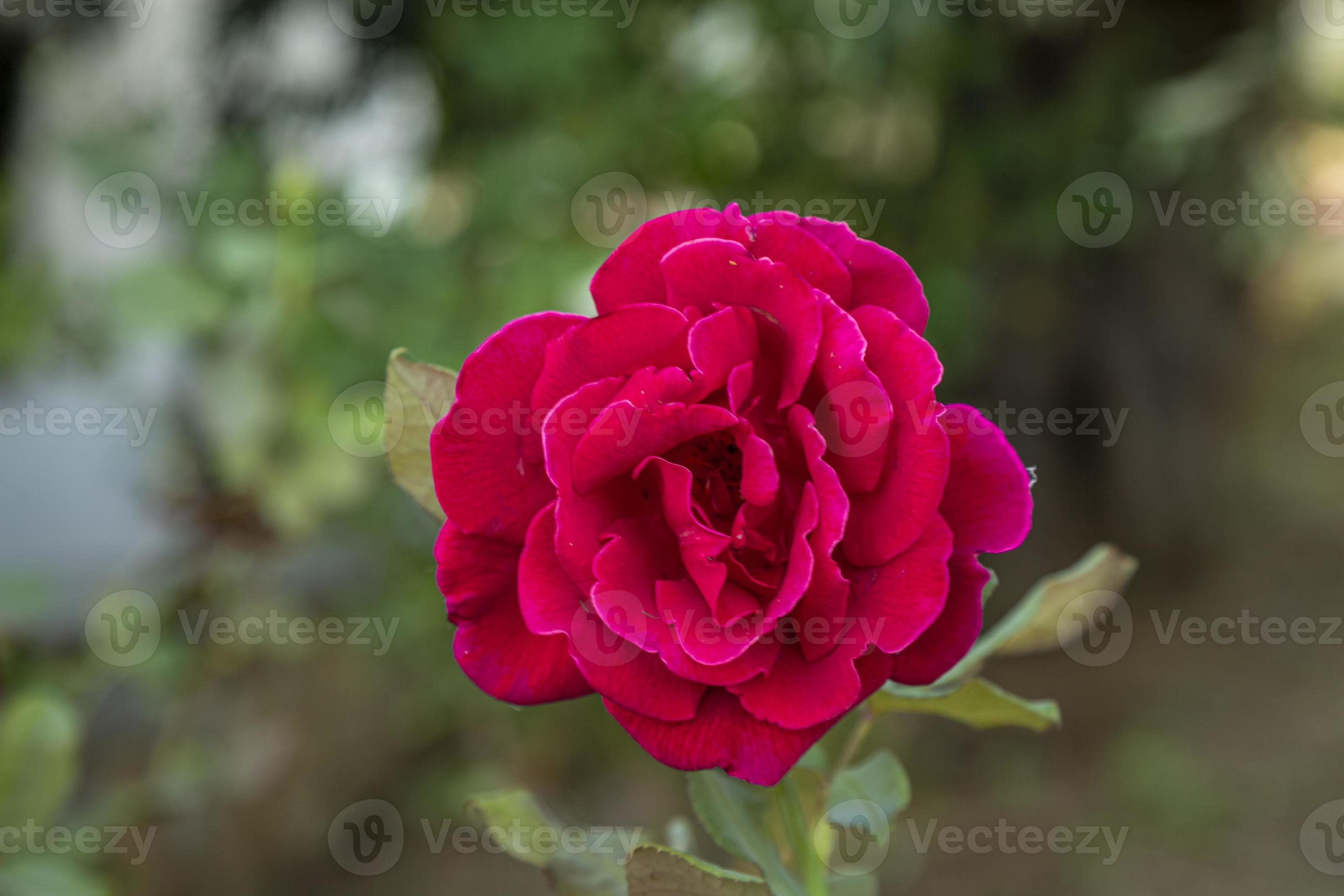 vívida flor rosa vermelha close-up sobre fundo verde natural na bulgária.  5503882 Foto de stock no Vecteezy