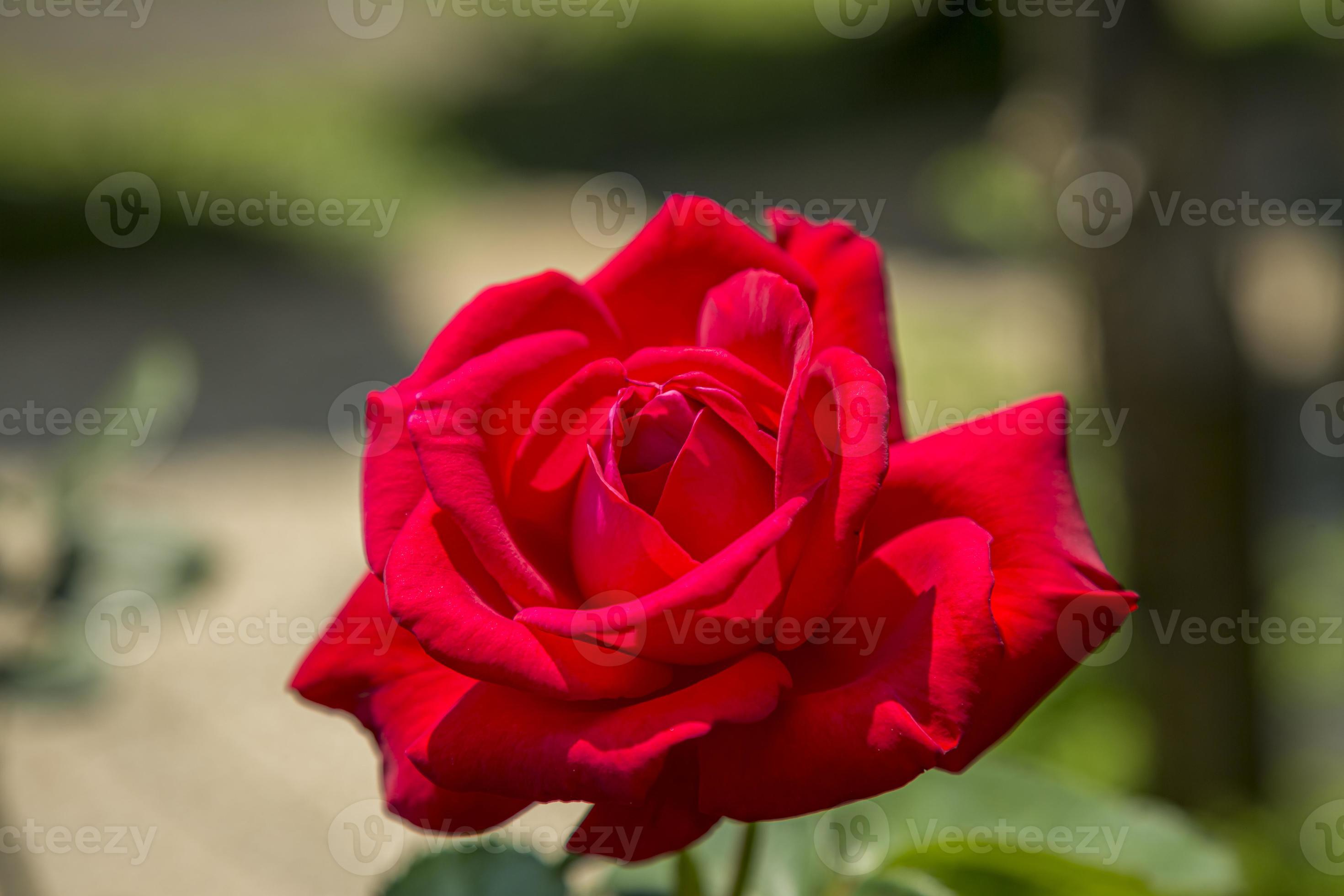 vívida flor rosa vermelha close-up sobre fundo verde natural na bulgária.  5503884 Foto de stock no Vecteezy
